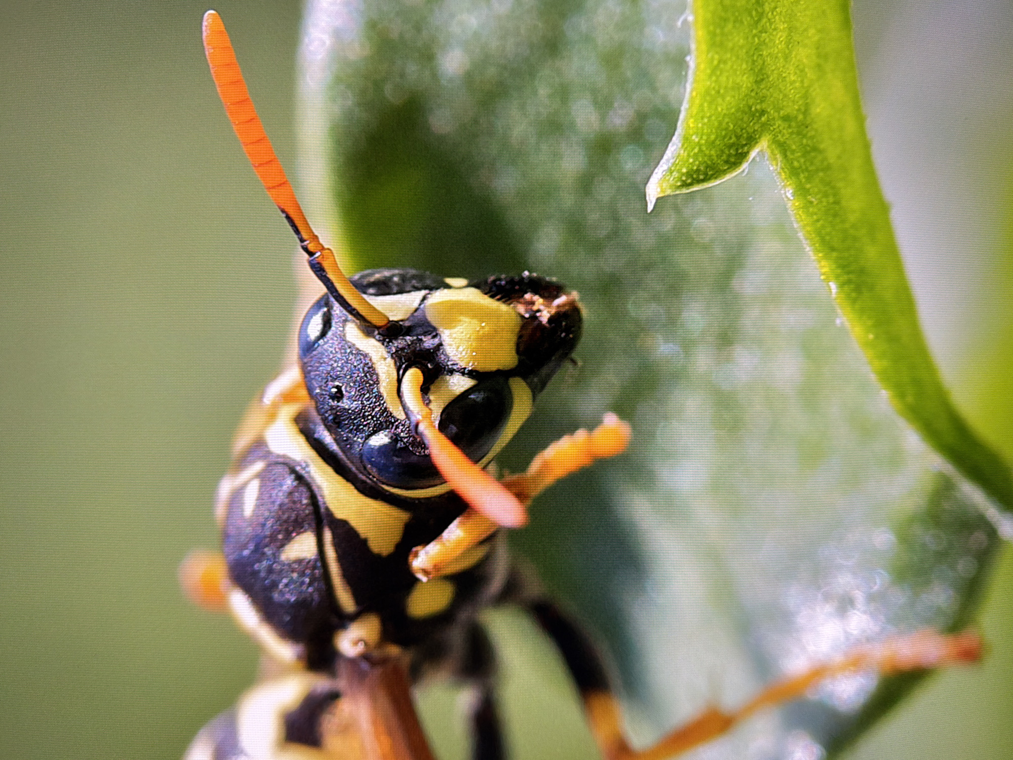 This is a close-up, macro photograph of a wasp perched on a green leaf. The wasp's body is primarily black and yellow, with distinct stripes. Its antennae are a bright orange. The background is a soft, out-of-focus green, suggesting an outdoor natural environment. The image is focused on the head and upper body of the wasp, highlighting its intricate details. There are no people or buildings visible. The photograph does not provide any information about its location in the city of Kyiv, Ukraine.