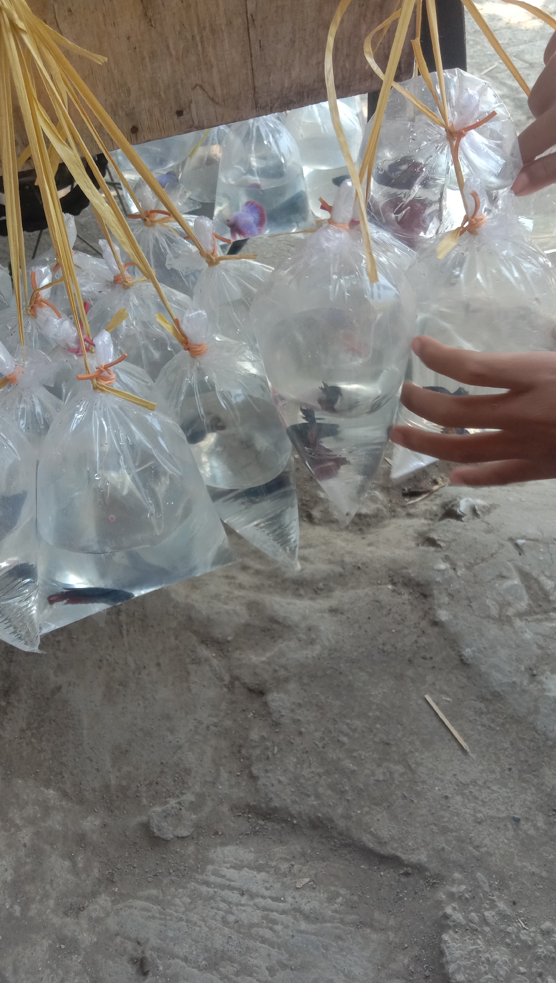 The image depicts a collection of small fish, likely Betta fish, contained in individual clear plastic bags filled with water. These bags are tied at the top with orange string and bundled together with yellow straw-like material. The bags are suspended from a wooden plank, suggesting they are being displayed for sale. In the background, the ground appears to be rough, grey concrete or dirt. The overall scene suggests an outdoor market or street vendor setup. There are no discernible identifying landmarks that specifically place this image in the city of Ngempit, Indonesia.