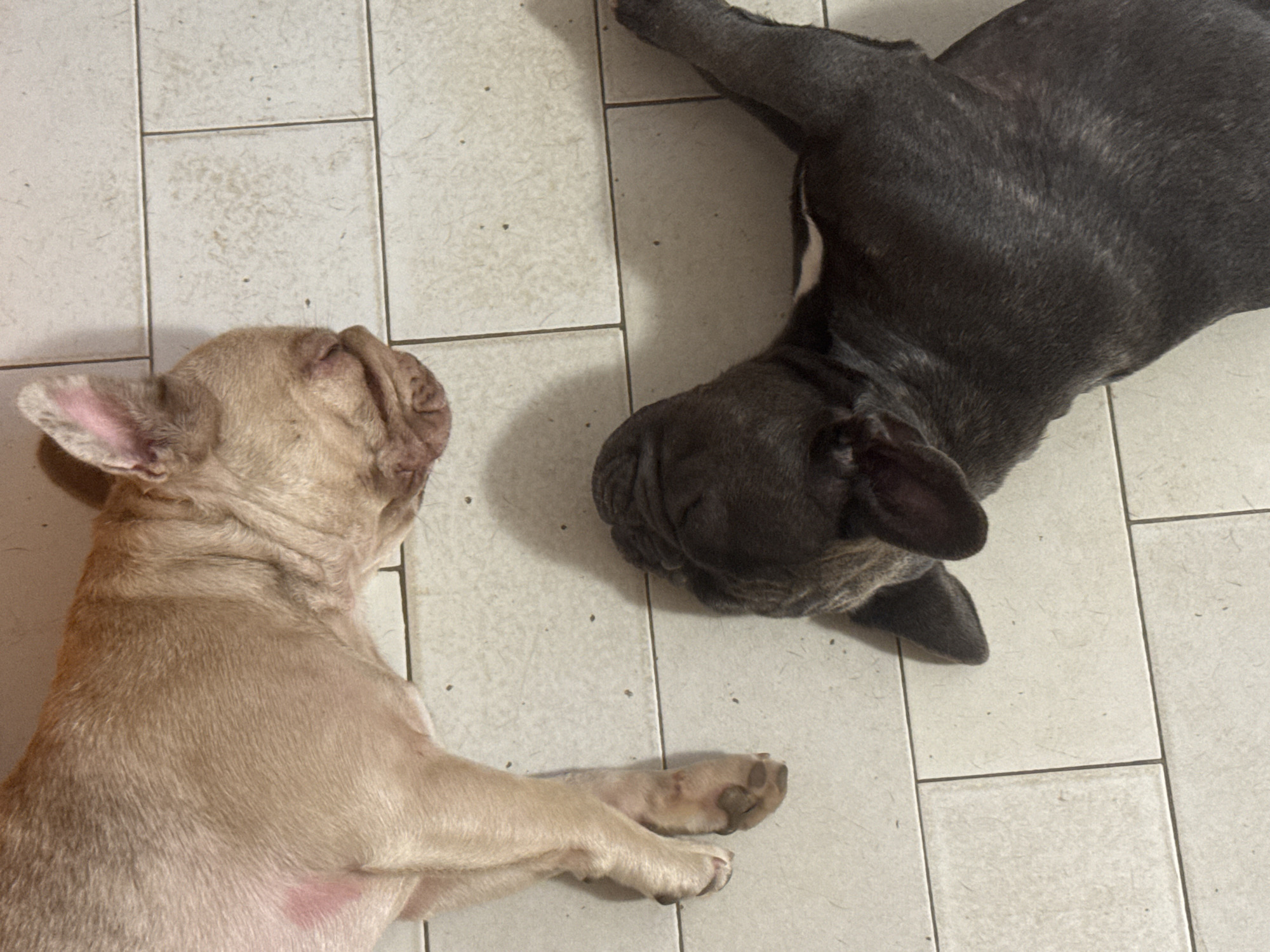 Two French Bulldogs are lying on a tiled floor. The dog on the left is light tan and appears to have a pinkish mark on its side. The dog on the right is dark grey. The tiled floor is light beige and has a grid pattern. The scene is indoors. The location in San Benedetto del Tronto, Italy, is not discernible from the image.