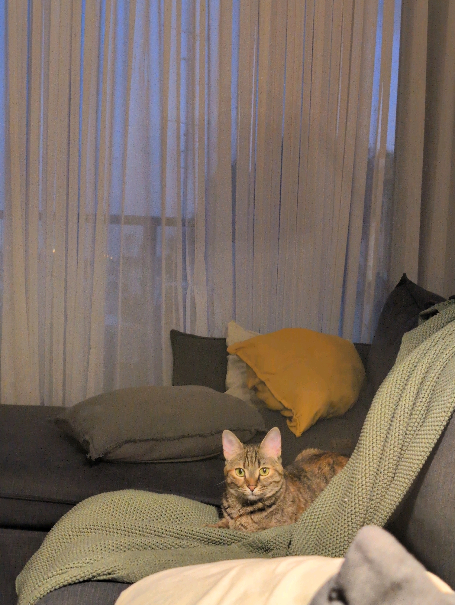 A tabby cat with green eyes is lying on a gray sofa covered with a green knitted blanket in an apartment living room. The sofa has several cushions, including a yellow one and a gray one. Behind the sofa, sheer white curtains are drawn over a window, revealing a dim view of city lights at dusk. The scene is indoors, with soft lighting. The location is an apartment in Ramat Gan, Israel.