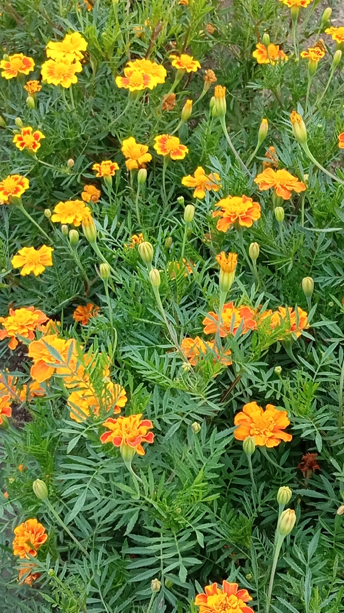 The image depicts a dense patch of vibrant marigold flowers and foliage in what appears to be an outdoor setting. The marigolds are predominantly orange and yellow, with some showing a gradient of colors. Many of the flowers are in bloom, while several buds are also visible, suggesting a garden or natural growth. The leaves are a deep green and feathery in appearance. The background is filled with more of the same plant life, creating a textured and colorful scene. There is no indication of people, animals, or any man-made structures. The overall impression is one of natural beauty and abundance of flora. The image does not contain any specific landmarks or contextual clues that would definitively place it in Baksan, Russia, or any other specific geographical location within a city.