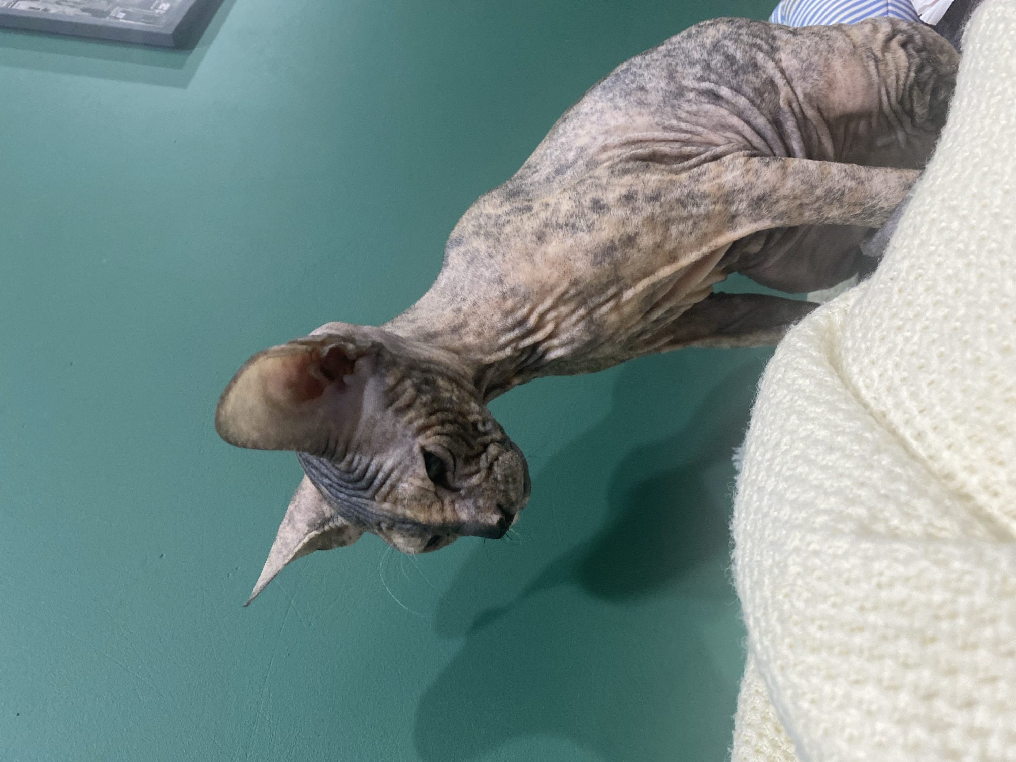 A sphynx cat with mottled gray and tan skin perches on a white knitted surface, its head tilted downwards. The cat's skin appears wrinkled, characteristic of its breed. The background consists of a turquoise wall, with a picture frame visible at the top left corner. The scene appears to be indoors. There is no evidence to indicate the location is Kazan, Russia.