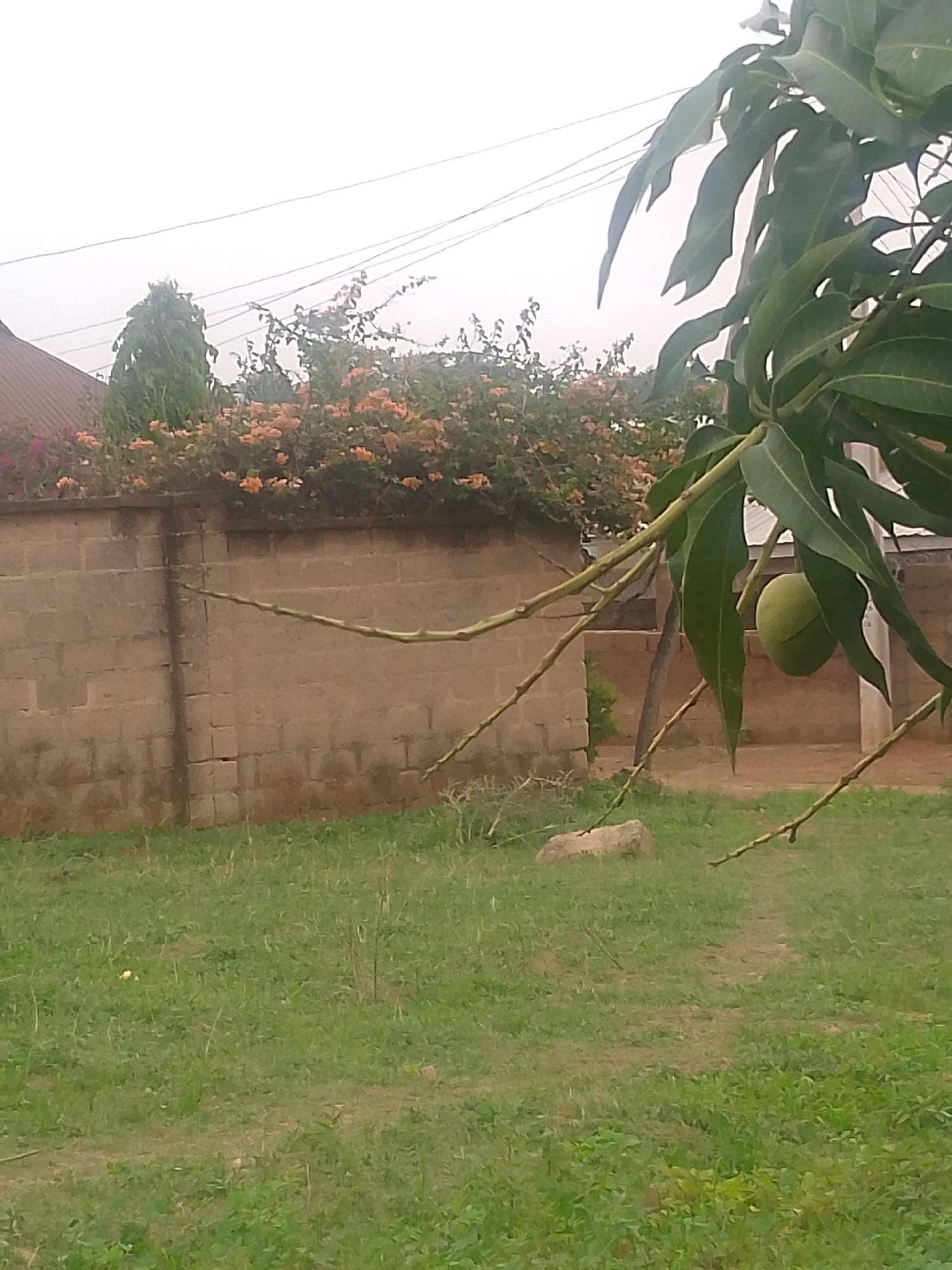 The image depicts a scene in Barikin Gidar Kanat, Nigeria, featuring a grassy yard with a mango tree in the foreground. A green mango fruit hangs from the tree. In the background, a concrete block wall is topped with flowering bushes. A building is partially visible behind the wall. A rock sits on the grass. Power lines are visible against the overcast sky.