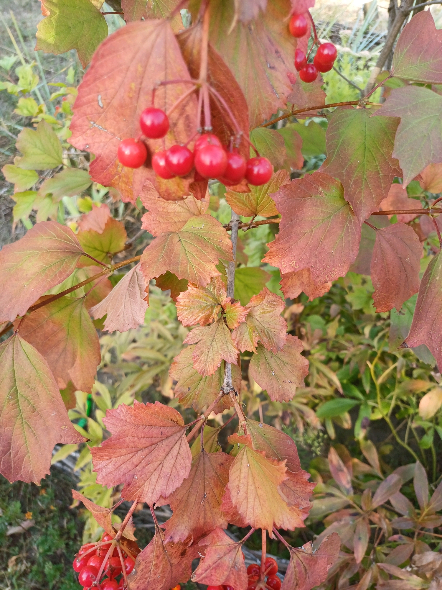A close-up, eye-level, natural light, outdoor photograph taken in Sulymivka, Ukraine, shows a cluster of bright red berries on a branch of a plant. The berries are small, round, and glossy, with some appearing slightly out of focus. They are attached to thin, reddish stems that hang down from a larger branch. The leaves of the plant are large and lobed, exhibiting autumn colors ranging from green and yellow to shades of reddish-brown and rust. Some leaves are smooth, while others have slightly serrated edges. A few of the leaves have small water droplets on their surfaces, suggesting recent rain or dew. The background is a blurred mix of green and brown foliage, indicating a natural, possibly garden or park setting. The overall scene evokes an autumnal atmosphere.