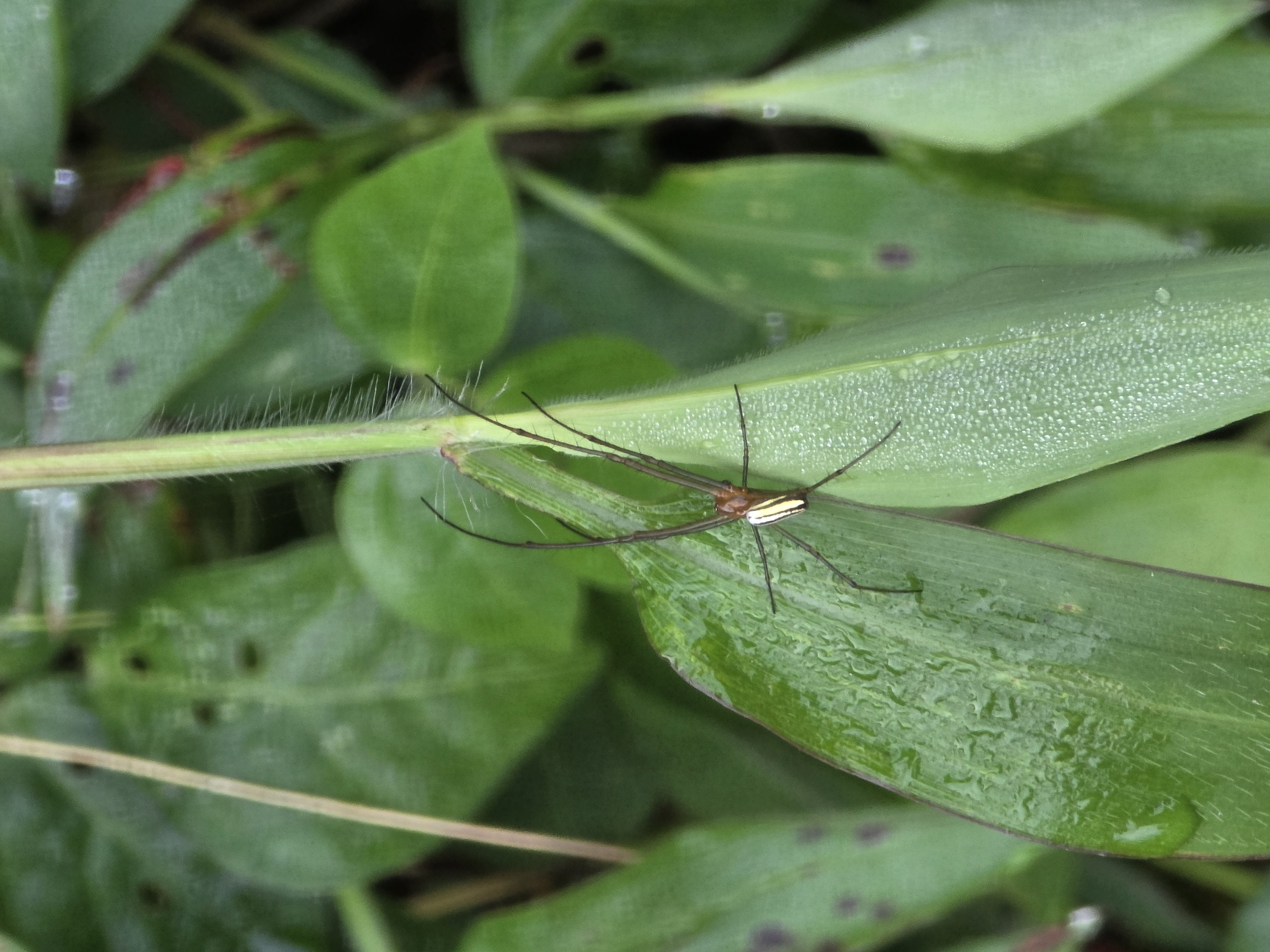 A spider with long, thin legs and a yellow and white striped body is perched on a wet, green leaf. The spider's legs are extended outwards, and its body is positioned in the center of the leaf. The leaf is covered in numerous water droplets, suggesting it may have recently rained or is covered in dew. The background is blurred, showing more green foliage. The image appears to have been taken in a natural environment, possibly a garden or park, in an unknown location in Indonesia.
