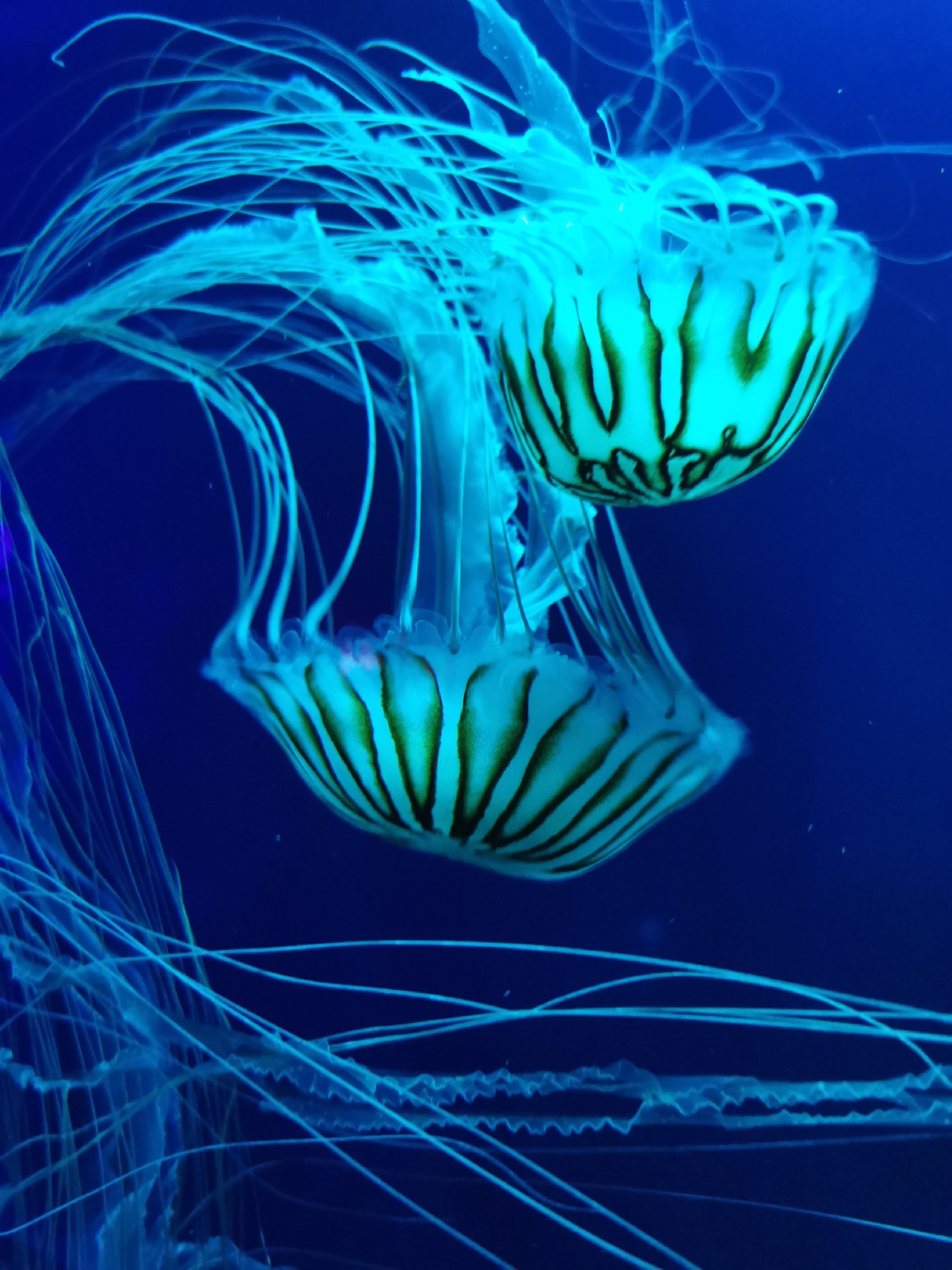 The image captures two mesmerizing jellyfish gracefully suspended in deep blue water, likely within an aquarium in London, United Kingdom. The creatures emit a vibrant, almost neon blue-green glow, creating a striking contrast against the dark aquatic backdrop. Each jellyfish possesses a bell-shaped body adorned with distinct dark, vertical stripes. Numerous long, thin, and translucent tentacles or oral arms extend from their bells, trailing elegantly through the water. Portions of other jellyfish or their ethereal tendrils are visible at the edges of the frame, suggesting a larger exhibit. The controlled, artificial lighting highlights the delicate and translucent nature of the jellyfish as they appear to gently drift. The scene conveys a sense of tranquility and wonder, typical of observing marine life in a carefully curated environment. There is no visible text within the image.