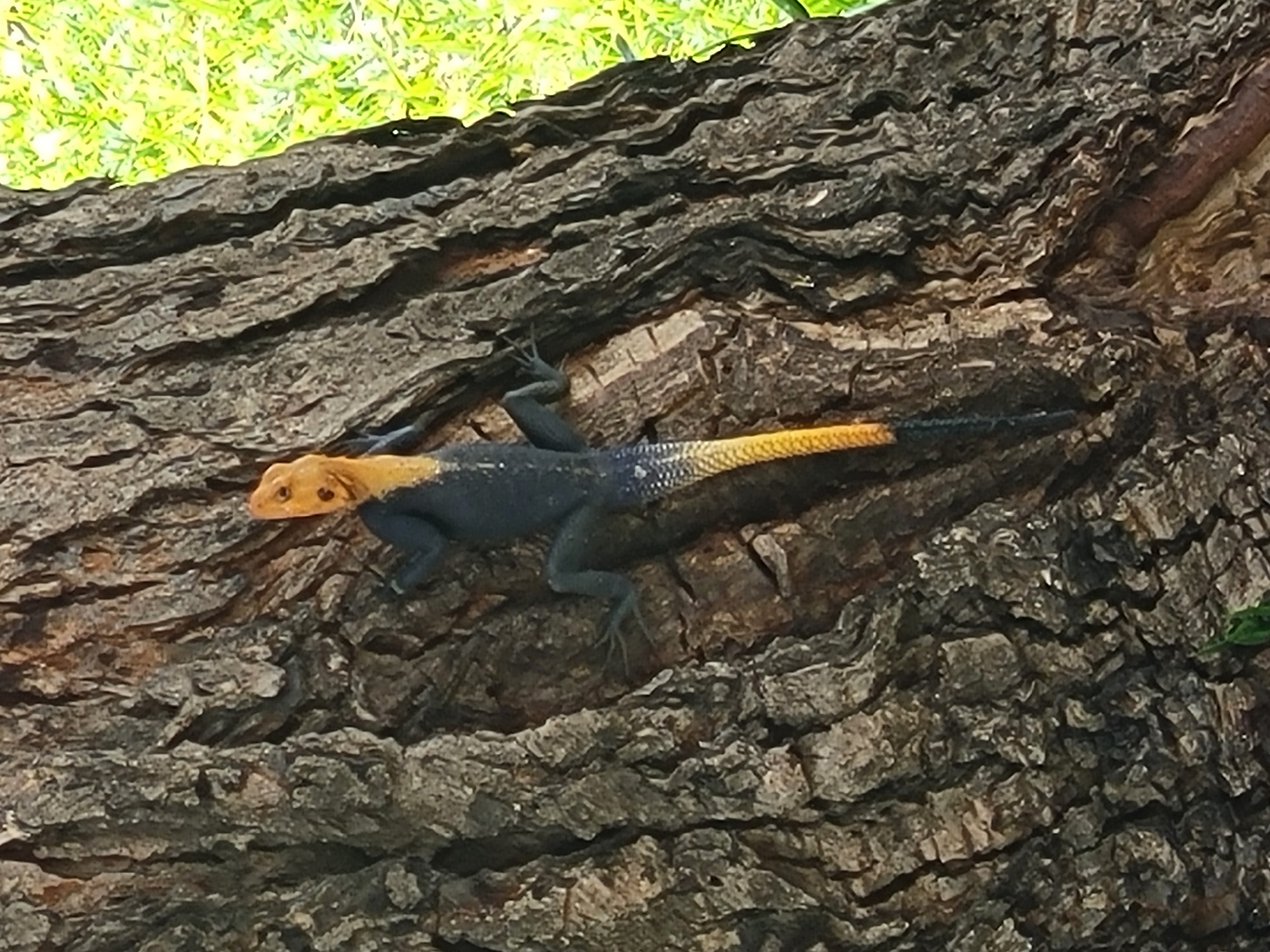 An orange-headed lizard, possibly an Agama Lizard, rests on rough tree bark. The lizard has a dark gray body with a tail that transitions from yellow to black. The tree is positioned under some greenery. It is in Bauchi, Nigeria.