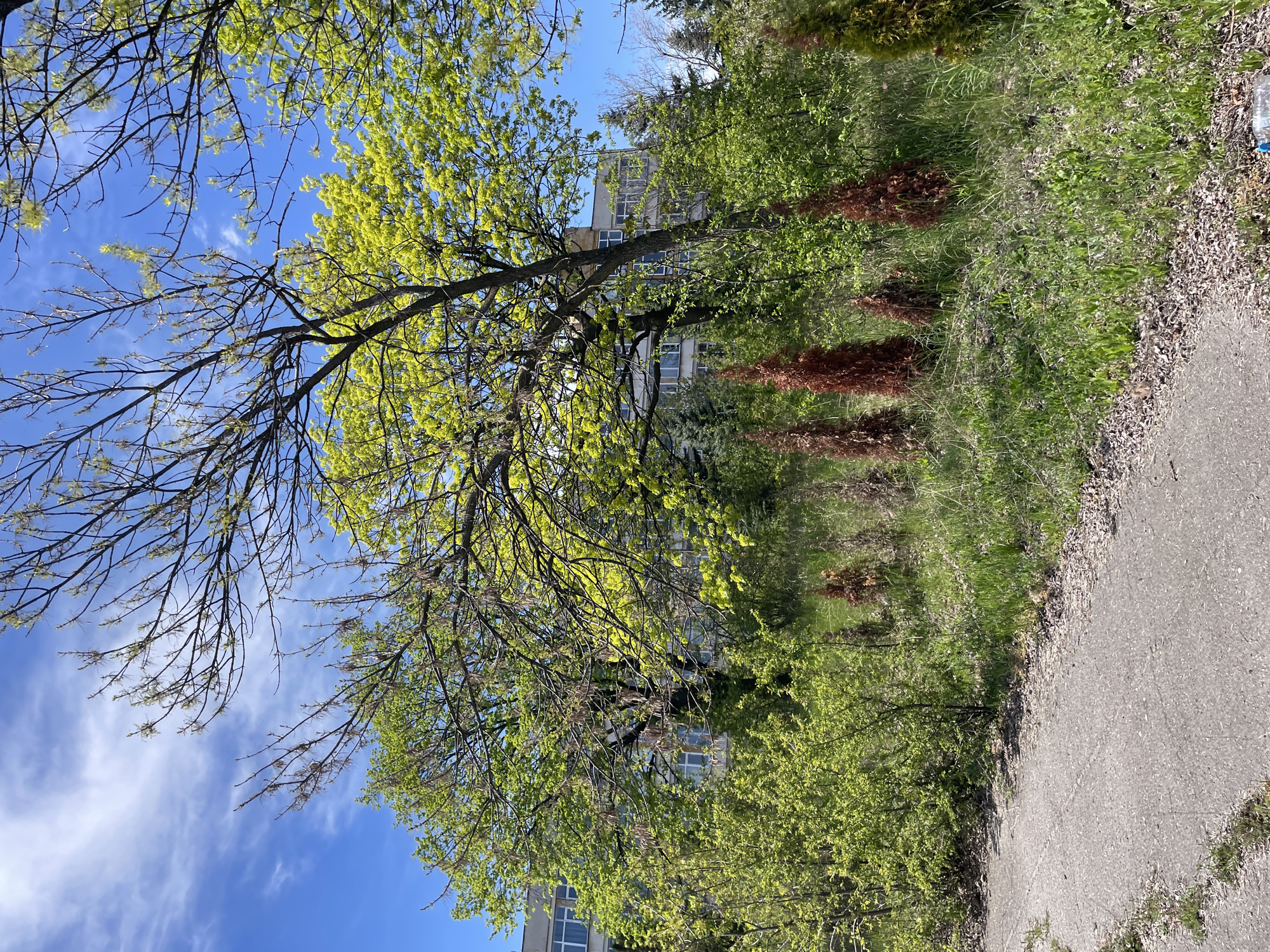 The image presents an outdoor scene dominated by verdant spring foliage under a clear blue sky, likely in Sofia, Bulgaria. The perspective looks slightly upwards, with the sky occupying the upper left quadrant. A large tree with a substantial trunk and branches, adorned with vibrant, newly unfurled light green leaves and some bare twigs, frames the left side and foreground.
In the background, a multi-story, light-colored building with numerous rectangular windows is partially visible through the dense canopy of trees and bushes. The building's architecture suggests an urban or suburban setting. Several other trees and various shades of green shrubbery create a lush natural environment, with some reddish-brown dried plants or shrubs interspersed among the green.
To the right, an asphalt path or road curves into the scene, bordered by a strip of green grass, weeds, and scattered dry leaves. A clear plastic bottle is visible on the ground near the edge of the path, hinting at some litter in the otherwise natural setting. The bright illumination and distinct shadows indicate it is daytime, likely a sunny morning or early afternoon. The sky is largely clear, with a few wispy white clouds visible. No people or visible text are present in the image.