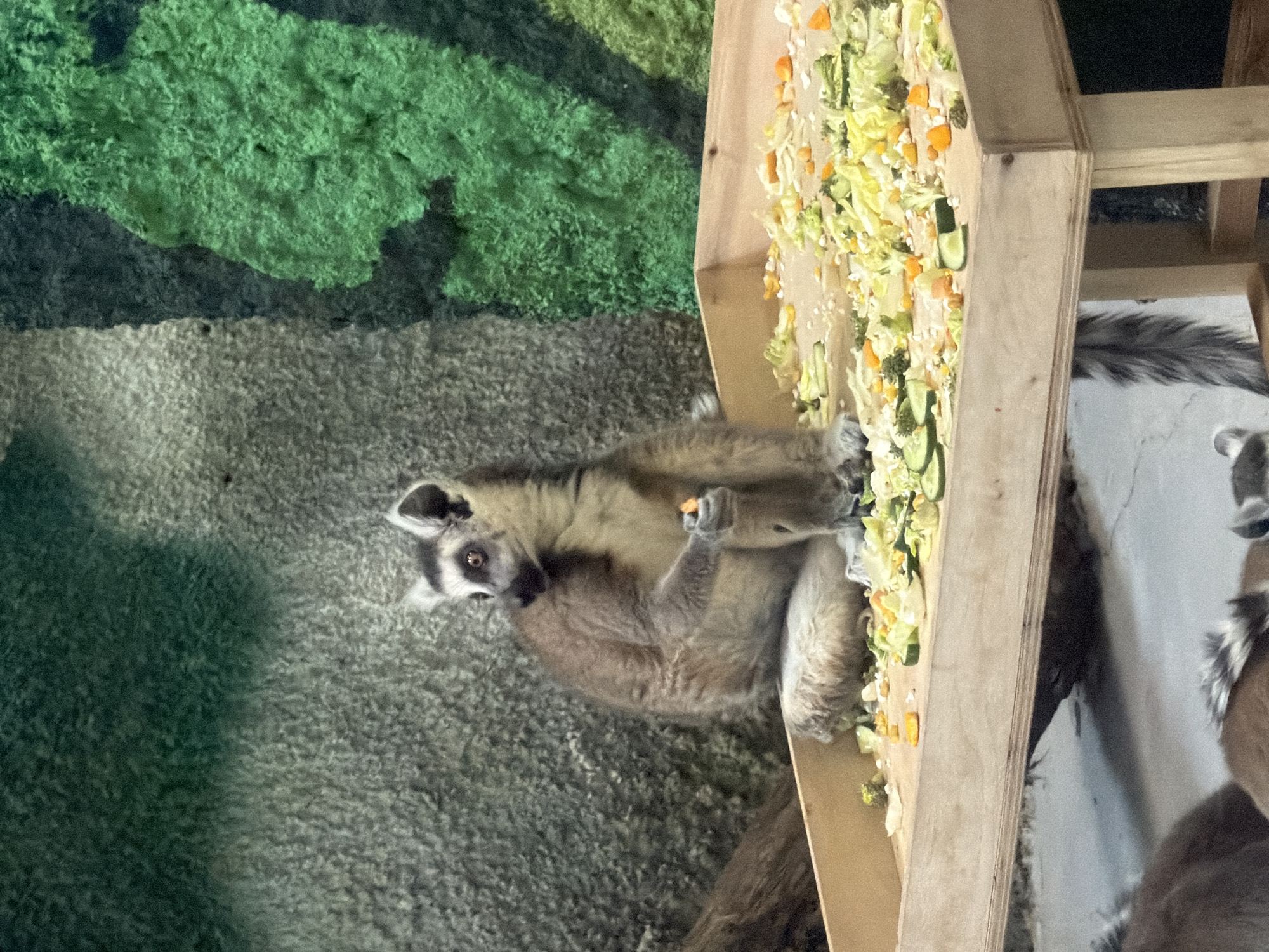 A ring-tailed lemur is sitting on a raised wooden platform filled with chopped vegetables (lettuce, carrots, cucumbers, and broccoli). The lemur is holding a small piece of carrot in its hands and looking directly at the viewer. Another lemur is partially visible to the right. The setting appears to be an enclosure within a zoo or animal park, given the artificial green background that mimics a forest or jungle habitat. The exact location is the city of Perm, Russia.