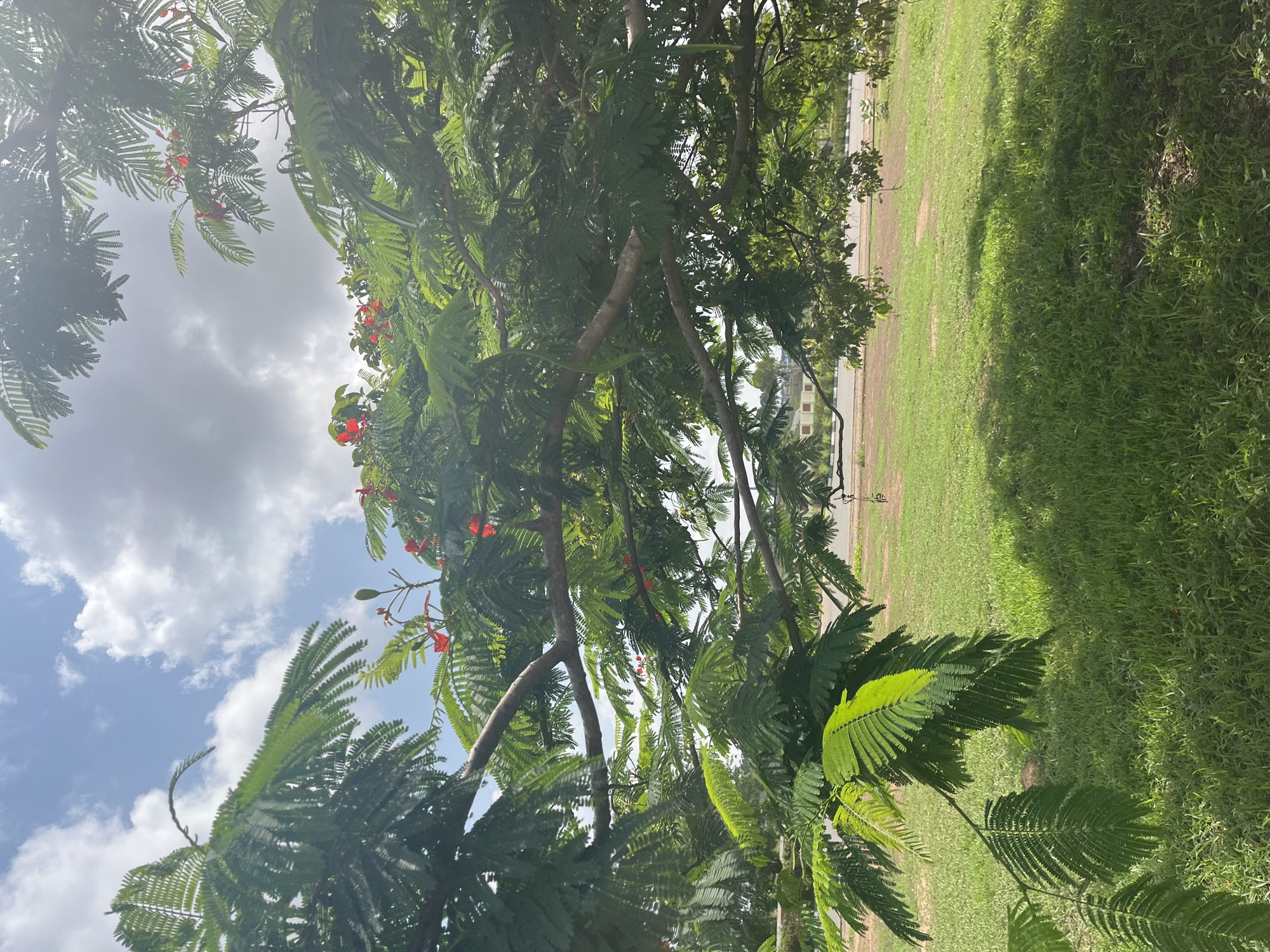 The image depicts a tree with green leaves and small red flowers, likely in a park or natural setting. The tree's branches extend upwards, obscuring parts of the sky, which is partly cloudy with white clouds against a blue background. Sunlight filters through the leaves, casting shadows on the ground. To the right of the tree, a grassy area is visible, with a paved path or road in the background. Some buildings can be seen in the distance. The scene appears to be outdoors on a sunny day. There is no visible text in the image. The orientation of the image is landscape.