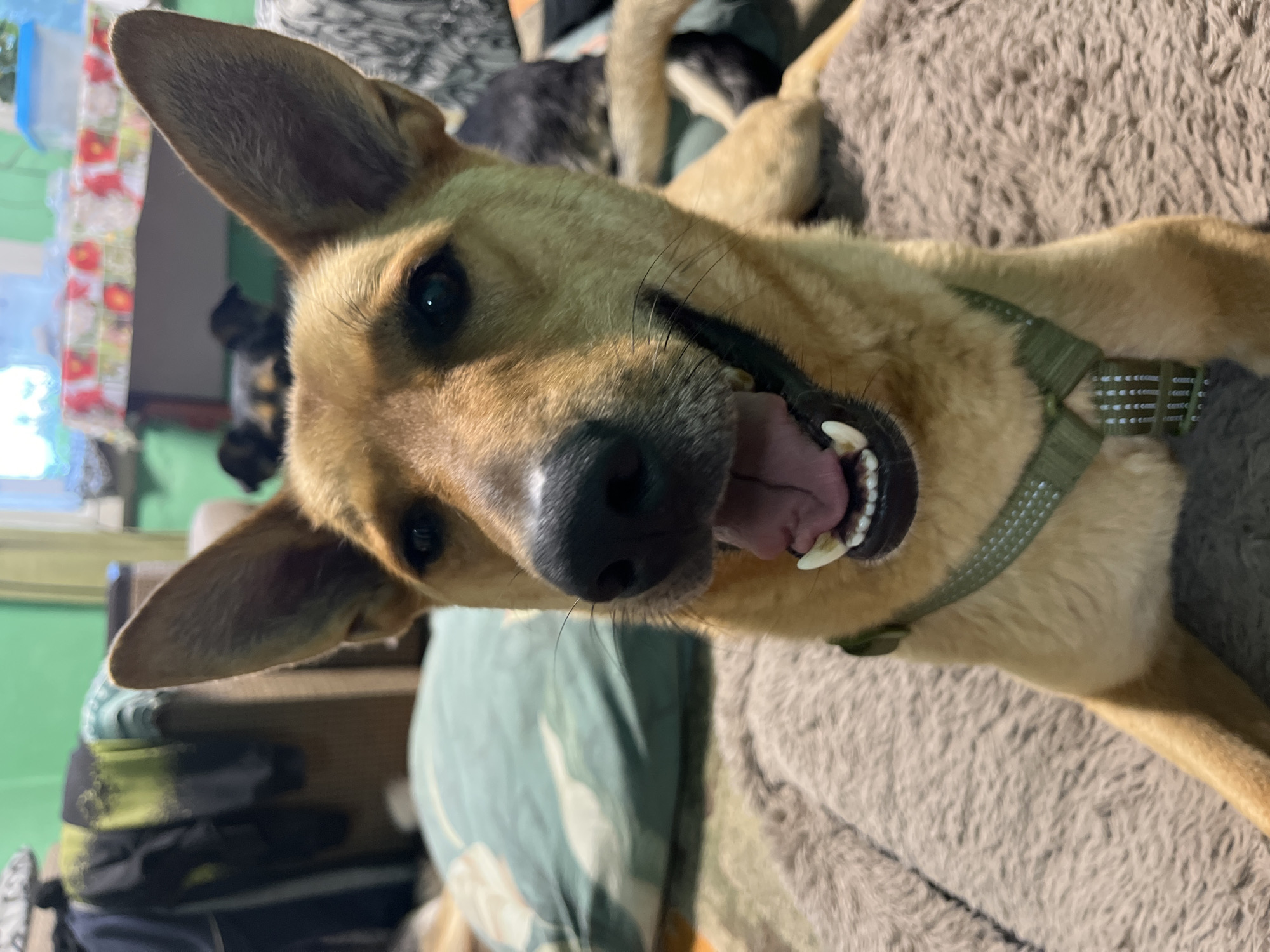 The image shows a close-up of a tan-colored dog, likely a mixed breed, lying down on a textured, furry surface, possibly a dog bed. The dog is facing the camera with its mouth open in what appears to be a panting or smiling expression, revealing its teeth and tongue. It is wearing a green harness with reflective accents. In the background, there is a blurred view of an indoor environment, possibly a living room. A patterned tablecloth is visible on a table, and some clothing is hanging in the background. There are other dogs in the background, also out of focus. The lighting suggests an indoor setting. The image does not contain any identifiable landmarks or elements that would allow for its specific location within the city of Nizhny Tagil, Russia.