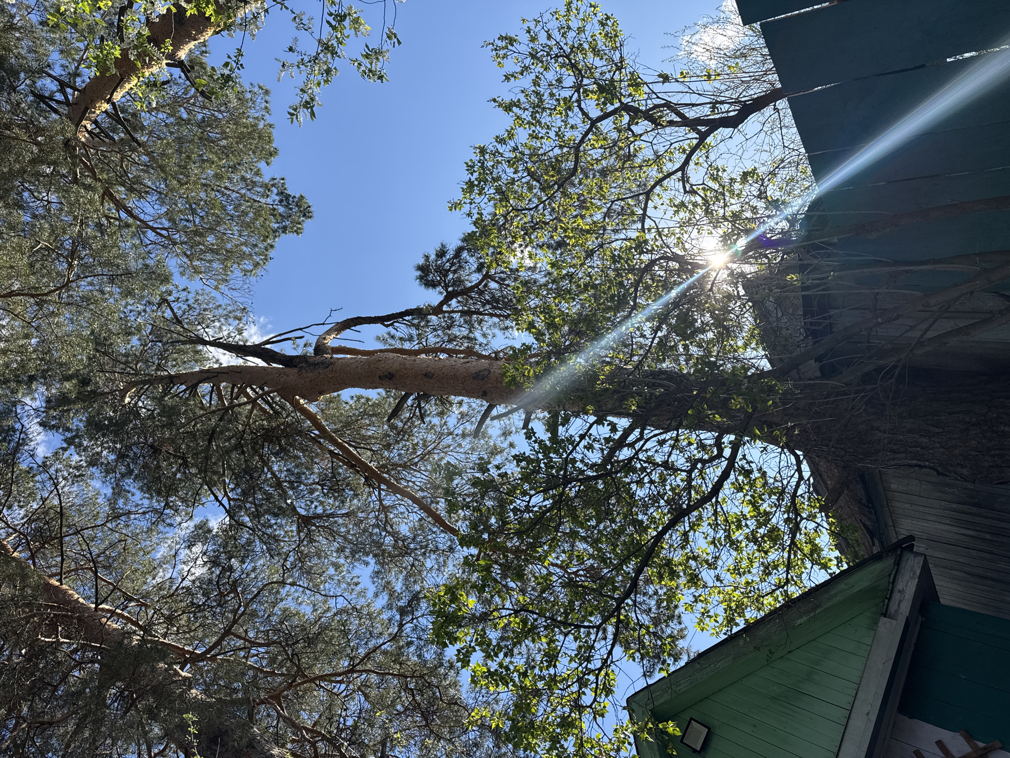 The image presents a view looking up into the branches of trees against a clear blue sky in Chaikovsky, Russia. Sunlight filters through the foliage, creating a lens flare effect. A portion of a green building is visible in the lower and upper right corners of the frame.