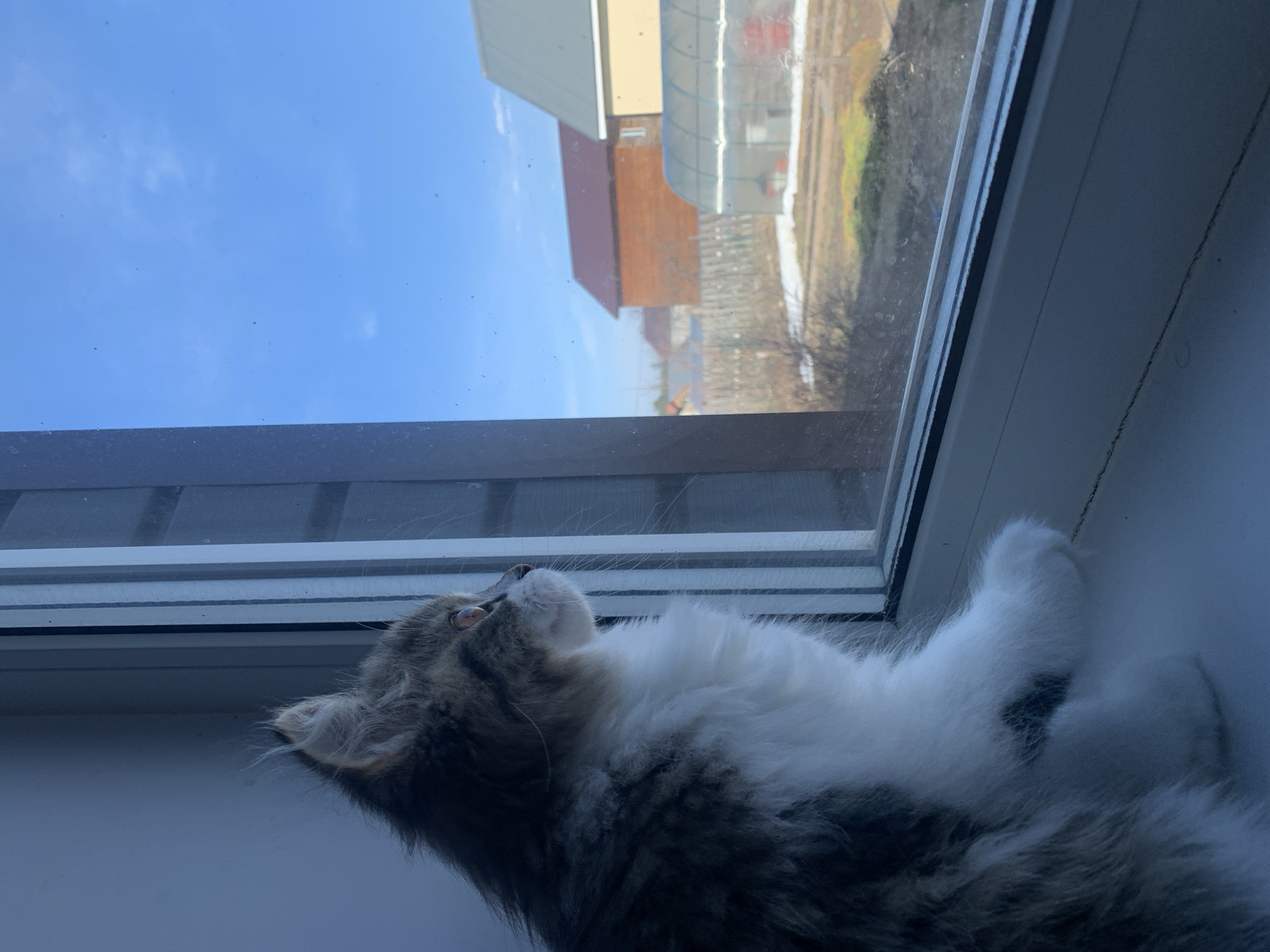 A cat is lying on a windowsill and looking out a window. In the window's reflection, there's a building with a tan exterior and a reddish-brown roof. Beside it, there's a greenhouse-like structure. The sky is blue and visible through the window. The cat is fluffy, with a mix of gray and white fur. Based on geolocation, this is in Chaikovsky, Russia.