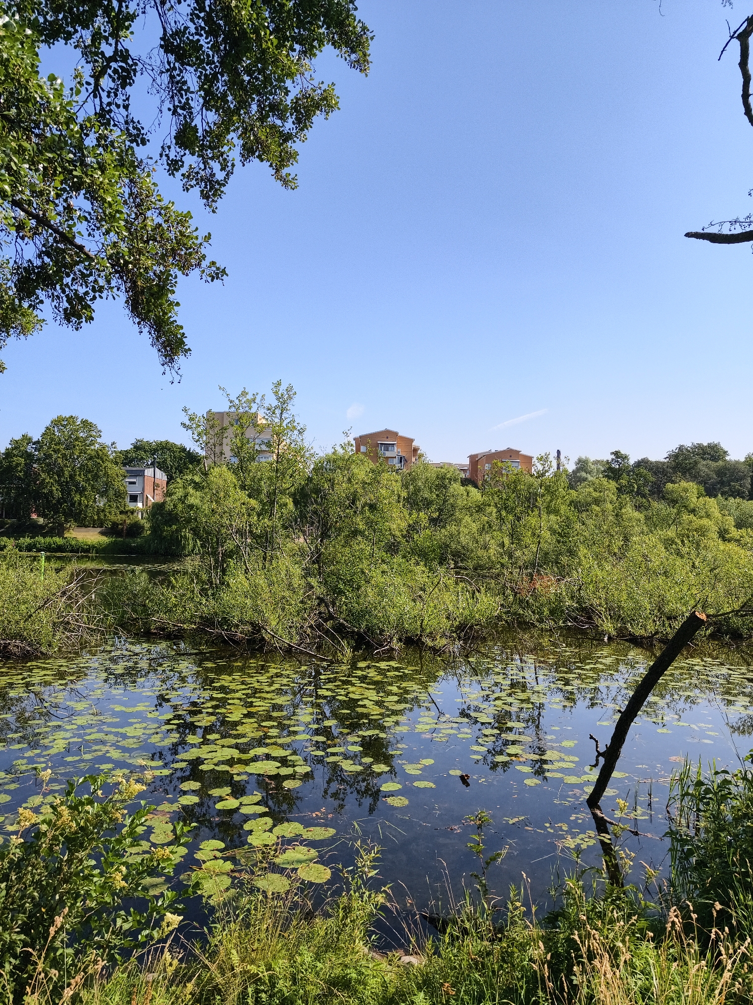 The image depicts a serene natural scene with a body of water in the foreground, likely a pond or a canal, dotted with numerous lily pads. Lush green vegetation, including trees and bushes, lines the banks of the water. In the background, several multi-story residential buildings with light-colored facades are visible amidst more greenery, suggesting an urban or suburban setting. The sky is clear and blue. The presence of buildings hints at a location within the city of Linköping, Sweden. The overall atmosphere is peaceful and tranquil.