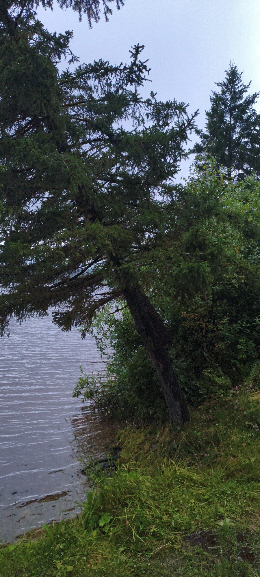 A partially obscured view of the Zyuratkul' lake in Russia shows the shore lined with dense green foliage and trees. The water, which appears calm with ripples, reflects the overcast sky. A large pine tree, leaning over the water from the right bank, dominates the foreground. Its branches are thick with needles, and its dark bark is textured. The shoreline is covered in lush green grass and smaller bushes. In the background, more trees rise against the sky, suggesting a natural, undeveloped landscape. The overall impression is one of natural beauty and tranquility, typical of the region surrounding Lake Zyuratkul.