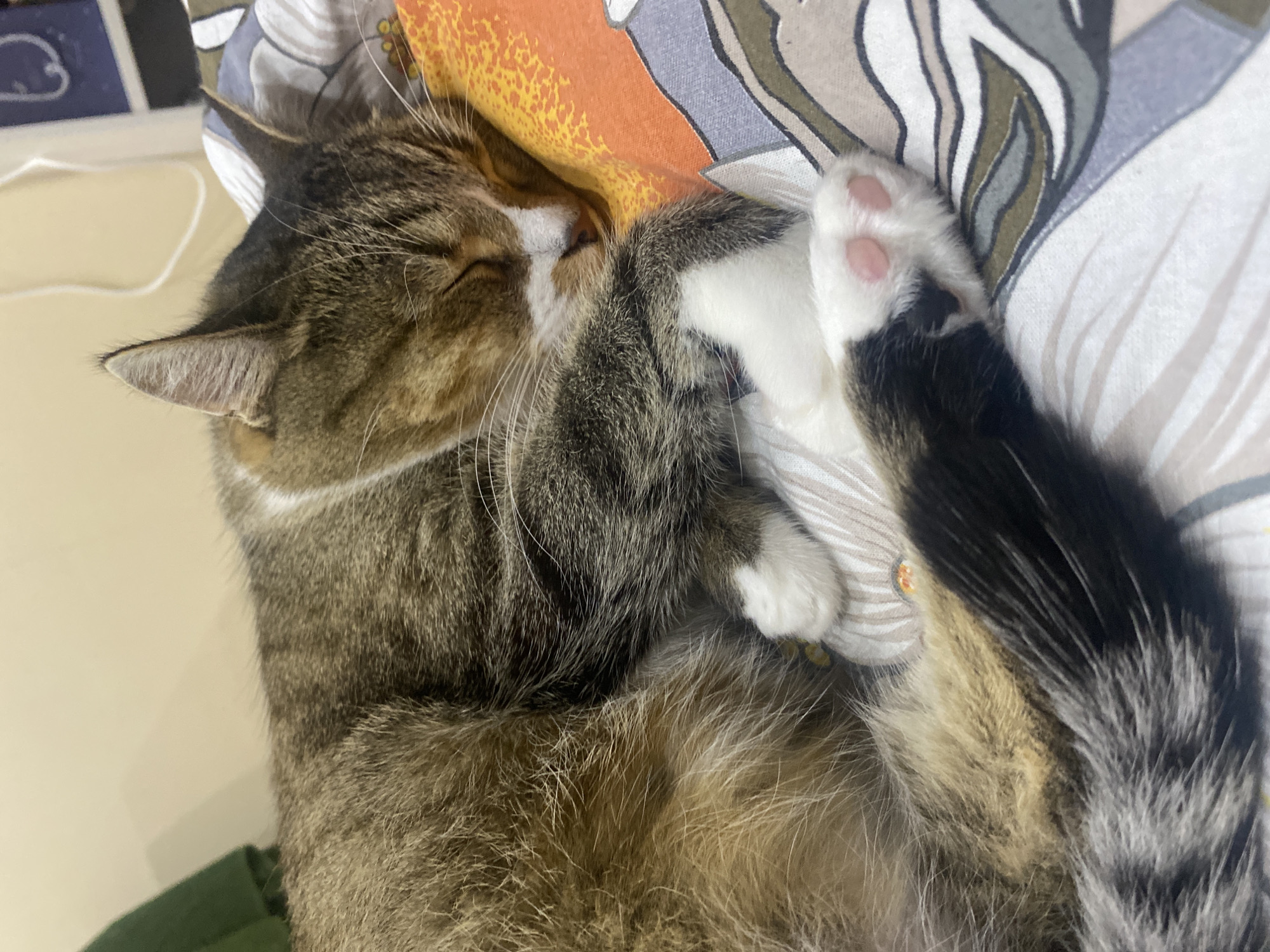 The image shows a close-up view of a tabby cat sleeping on a patterned surface. The cat is curled up, with its eyes closed and its paws tucked in. One paw is white with pink pads, and the cat's tail, which is black and gray striped, is wrapped around its body. The cat's fur is a mix of brown, gray, and white. The surface the cat is sleeping on has an abstract pattern with orange, gray, and white colors. There are no people visible in the image, and no text is present. The lighting suggests it might be daytime, but there are no definitive cues about the time of day, weather, or specific location within Novokuybyshevsk, Russia, other than the provided context. The overall mood of the image is peaceful and relaxed, highlighting the cat's deep sleep.