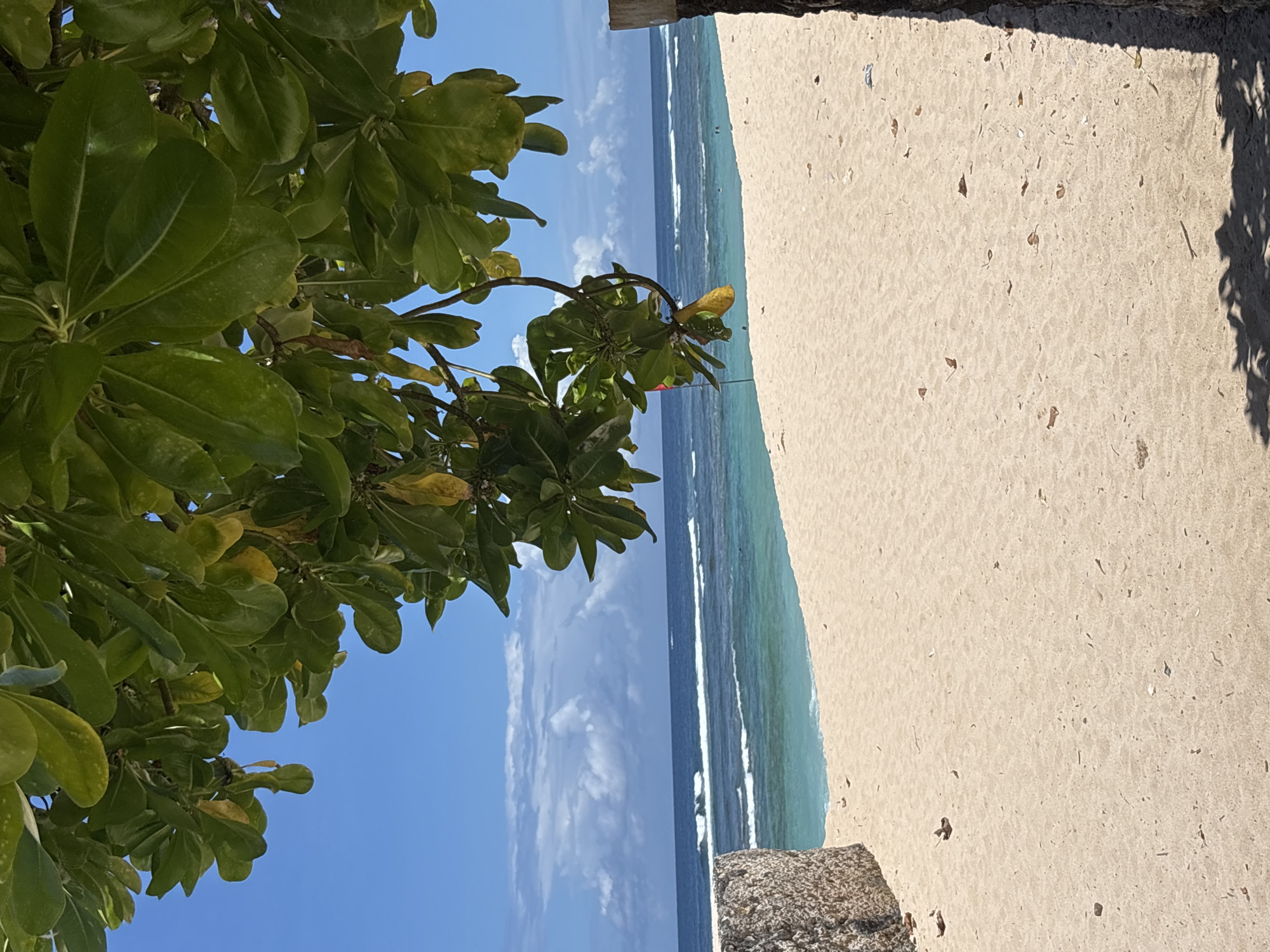 A sideways, wide-angle shot depicts a beach scene in Ungasan, Indonesia. A tree with lush green foliage dominates the left side of the image against a bright blue sky with scattered white clouds. The ocean stretches across the middle of the frame, with light turquoise water meeting the sandy beach on the right. The beach is a light tan color. In the foreground, there is a concrete wall or barrier in the lower right corner, casting a shadow onto the sand. Small debris is visible on the beach and concrete. The ocean has a white line representing waves.