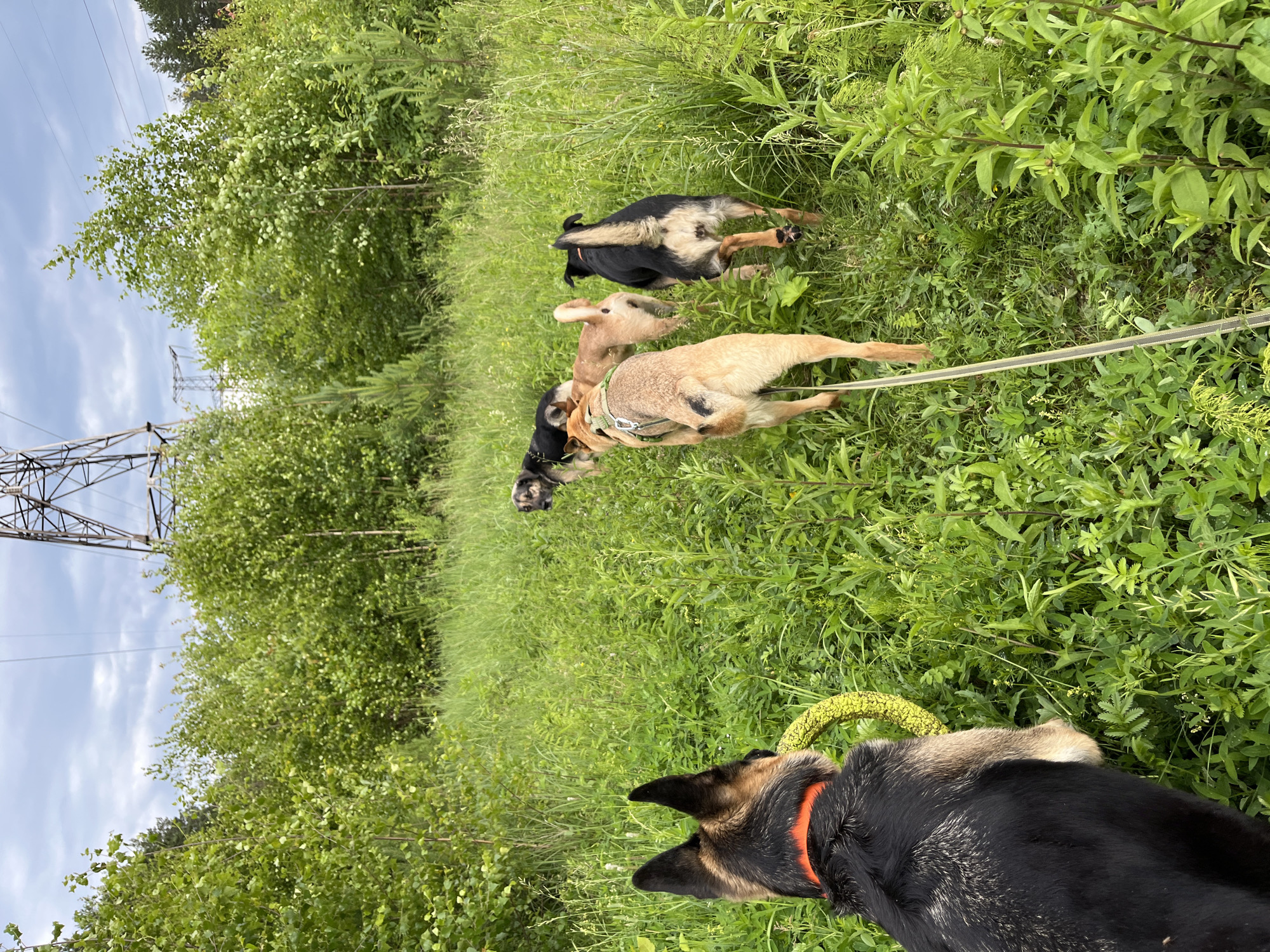 A group of five dogs walk through a grassy field in Nizhny Tagil, Russia. The dogs are of various breeds and sizes, and they are walking in a line, led by a German Shepherd wearing an orange collar and holding a yellow ring toy in its mouth. The field is covered in lush green grass and surrounded by trees. In the background, a large power line tower is visible, as well as a cloudy sky. The image appears to be taken from behind the German Shepherd, looking towards the other dogs and the power line tower.