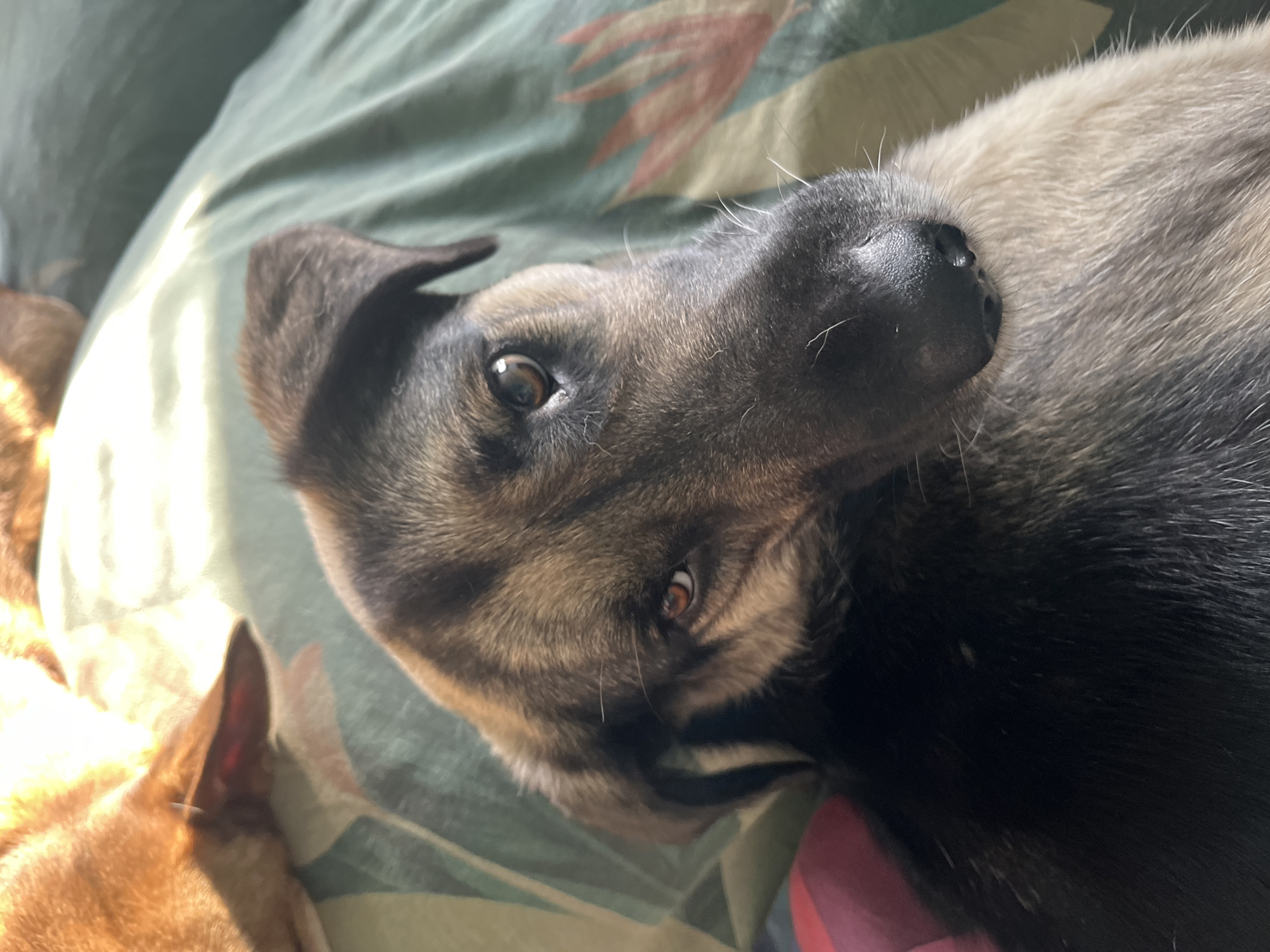 A close-up shot shows a puppy lying on its back on a patterned blanket. The puppy has dark fur on its face and ears, with lighter brown fur around its eyes and on its body. Its eyes are open and looking towards the viewer. Part of another dog with tan fur is visible in the lower left corner of the frame. The location is unknown and cannot be determined from the image.