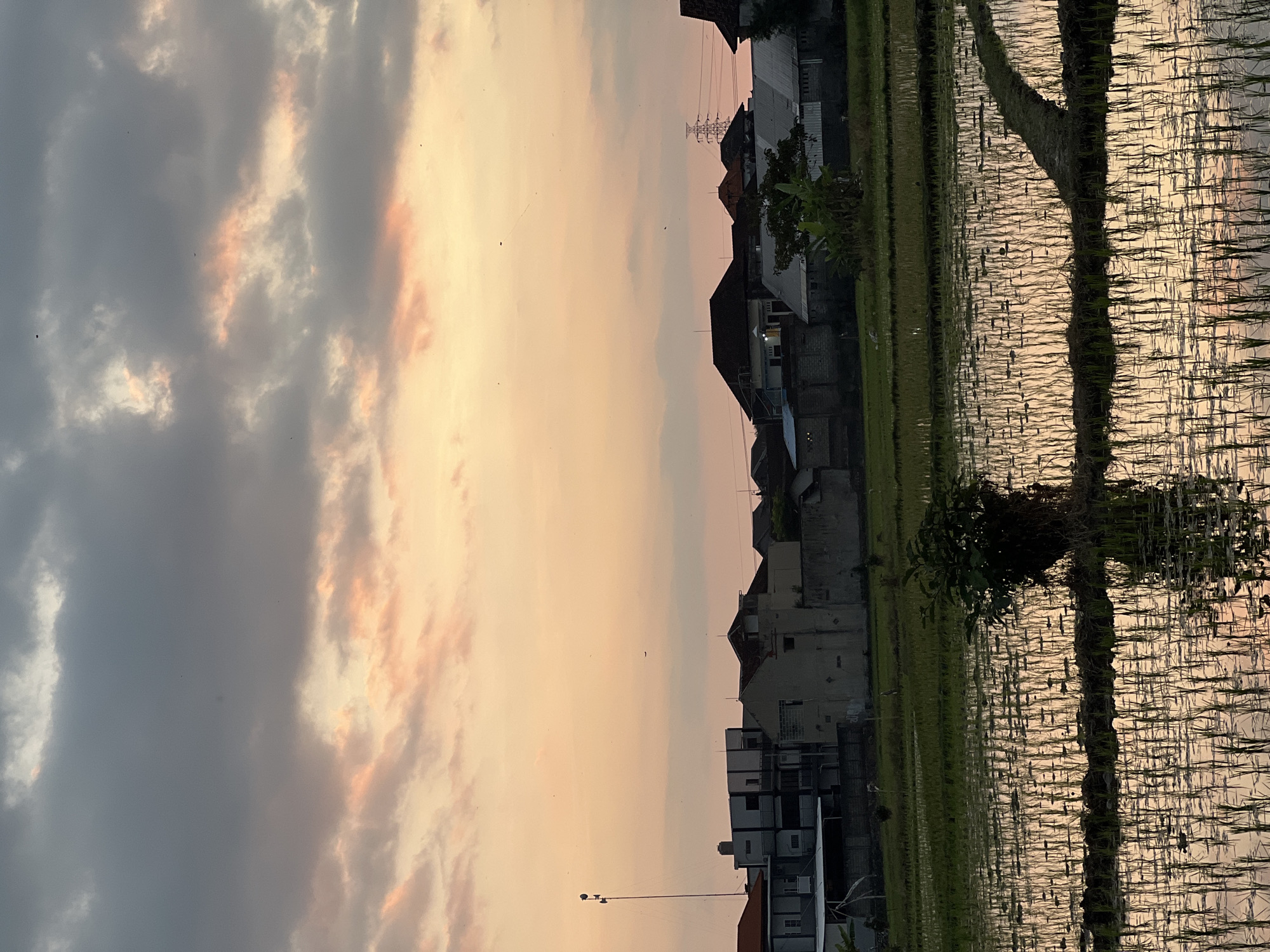 This image depicts a rural landscape in Mengwi, Indonesia, at dusk. The foreground is dominated by flooded rice paddies, reflecting the warm hues of the sunset. Young rice stalks are planted in neat rows, their vertical lines creating a rhythmic pattern across the water's surface. A small clump of vegetation, possibly a tree or shrub, stands in the middle of the paddies, its silhouette dark against the luminous water.
In the middle ground, a cluster of residential buildings is visible, characterized by a mix of architectural styles. Some structures appear to be multi-story houses with balconies, while others are single-story dwellings. The buildings are arranged irregularly, suggesting a village or suburban setting. A tall telecommunications tower with multiple antennas stands prominently to the left of the buildings. Further in the background, power lines and pylons indicate the presence of electricity infrastructure.
The sky is a gradient of colors, transitioning from a soft peach and pink near the horizon to a darker gray and blue overhead. Scattered clouds, tinged with the sunset colors, drift across the sky. The overall atmosphere is serene and tranquil, characteristic of a rural sunset. No people are discernible in the image.