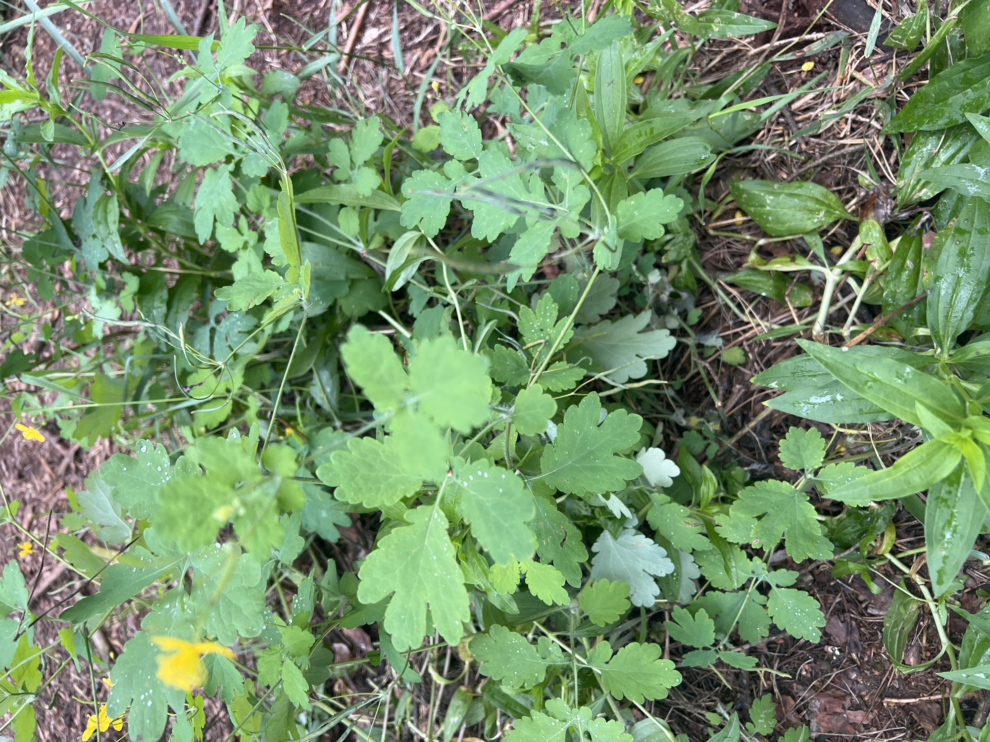 This is a close-up, overhead shot of common celandine (Chelidonium majus) plants growing in a natural outdoor setting. The plants have bright green, lobed leaves and some small yellow flowers are visible, particularly in the lower left quadrant of the image. The ground beneath the plants is covered with dry leaves, twigs, and soil, suggesting a woodland or garden floor. Small water droplets are visible on some of the leaves, indicating that the plants may have recently been rained on or were watered. The lighting suggests it is daytime, and the overall impression is one of a damp, somewhat overgrown natural area. There is no visible text in the image.