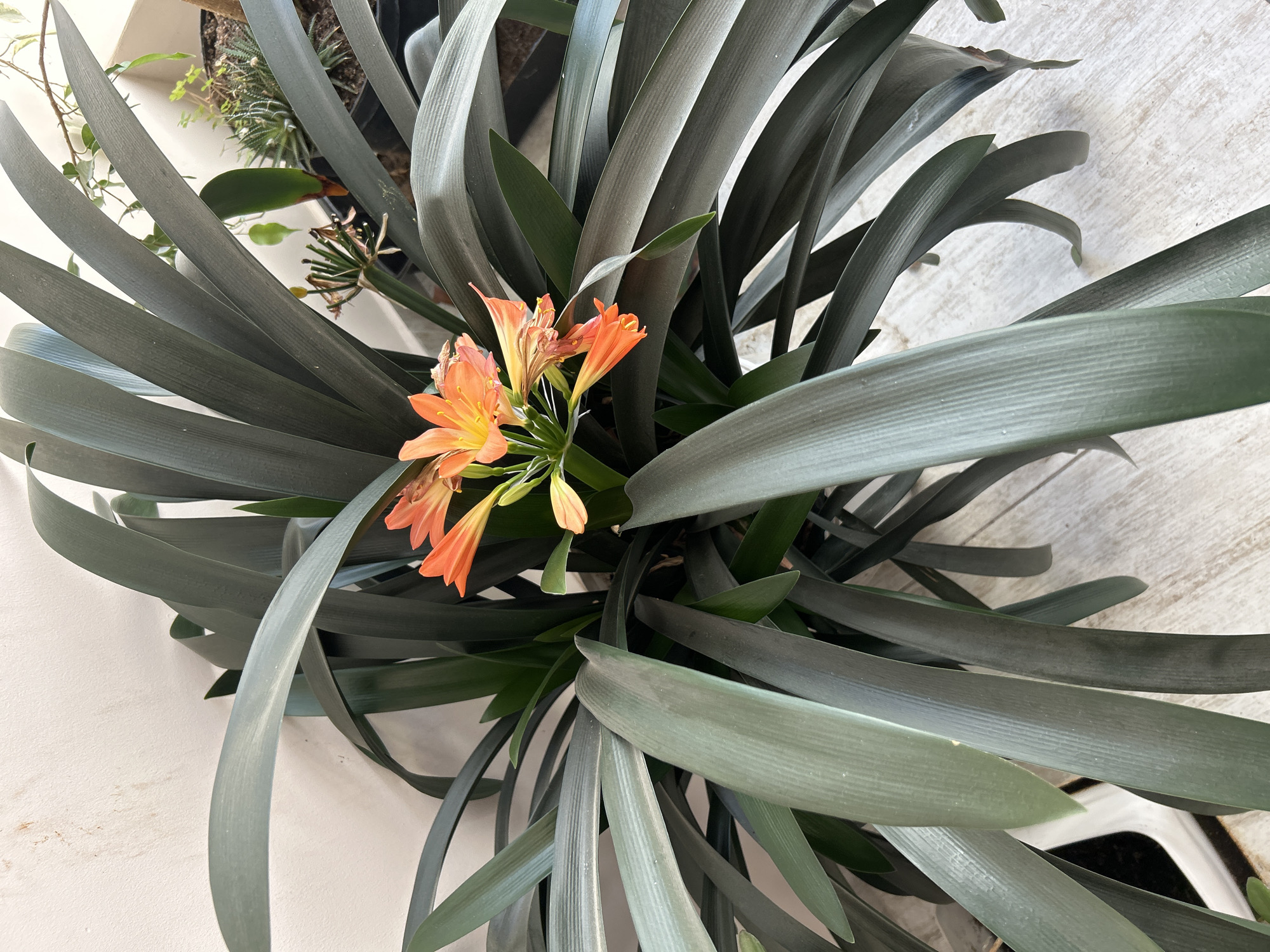 A high-angle close-up shows a potted clivia plant in bloom. The plant has numerous long, gray-green, straplike leaves that emanate from the center, creating a dense foliage. Nestled amidst the leaves are clusters of bright orange flowers with yellow stamens. Some of the flowers appear to be withering. The plant sits indoors, likely on a ledge or shelf, as suggested by the white background. Other plants are partially visible on the left. The location and the city are unknown.