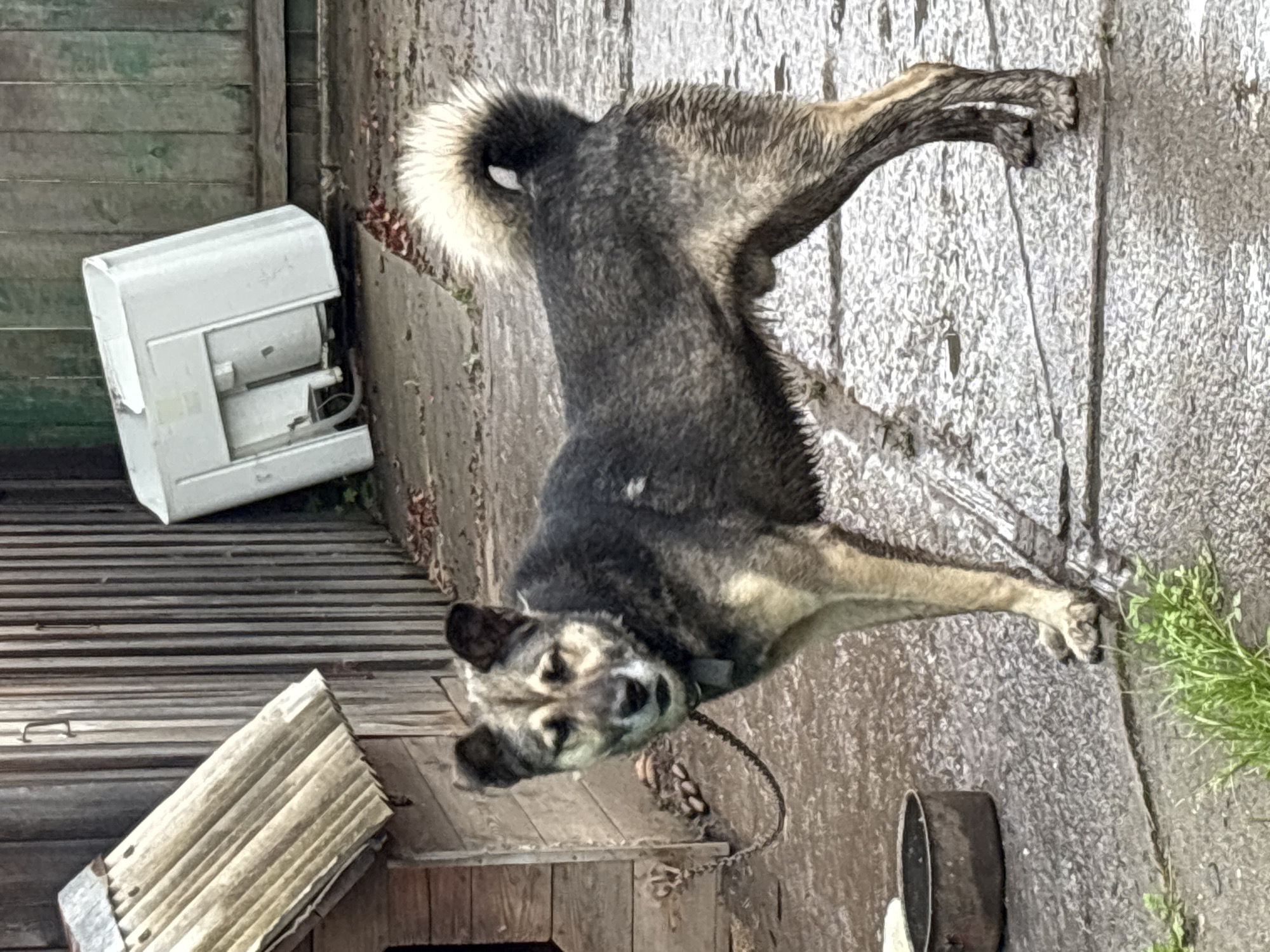 An adult, medium-sized dog stands on a wet, paved surface in what appears to be a rural or semi-rural outdoor setting. The dog is chained to a wooden doghouse located to the left of the frame. The doghouse has a corrugated metal roof and is weathered. Behind the doghouse and to the right is a wooden fence. In the background, there is a white, discarded appliance, possibly a washing machine or sink, leaning against the fence. The ground is a mixture of paved stones and dirt, with some scattered leaves and grass. The dog is facing the camera with its body angled slightly to the right. Its fur is primarily dark gray and tan. The weather appears to be overcast or rainy, as the ground is wet. The image is not specific to Gonja, Russia.