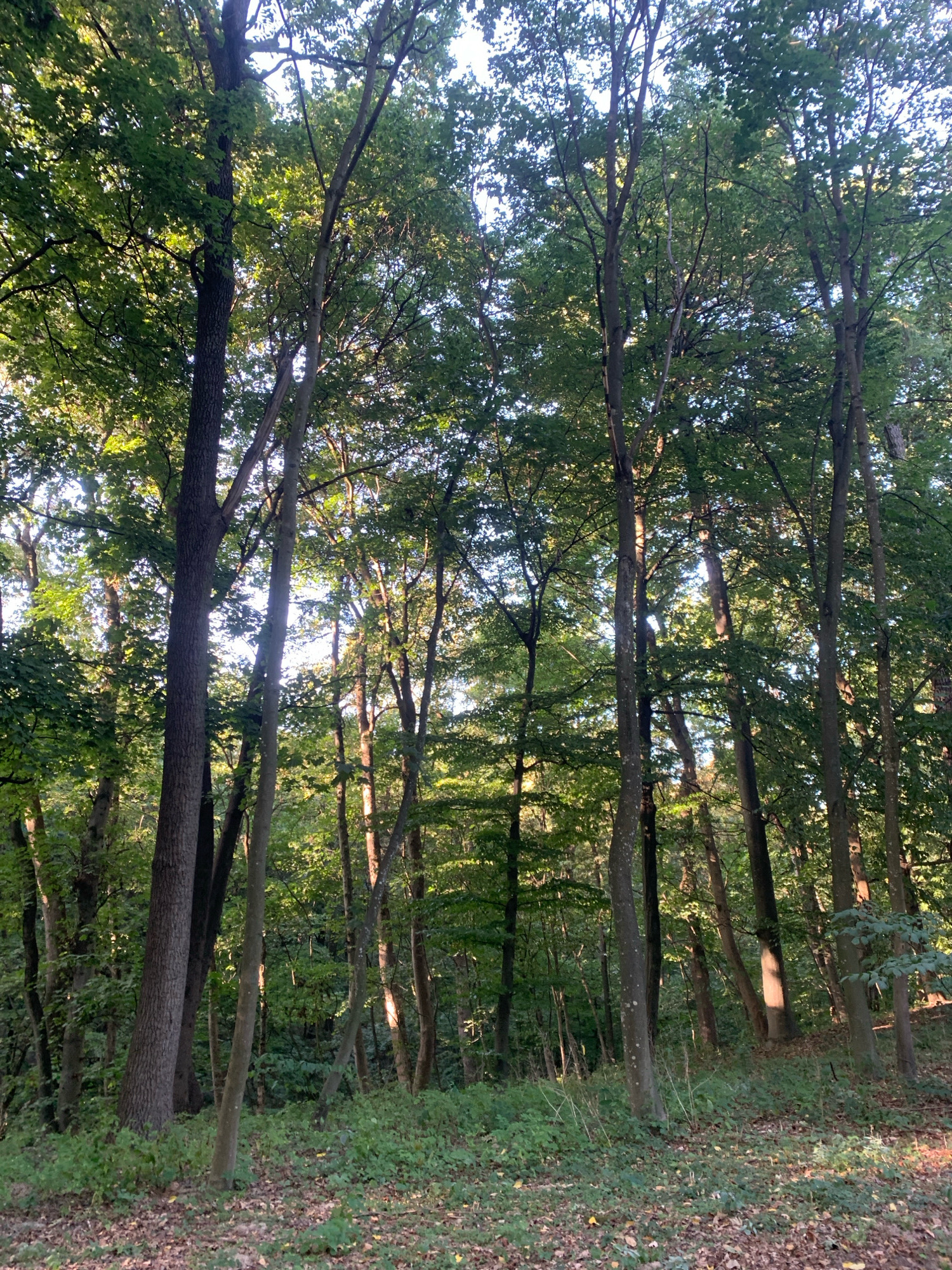 The image depicts a dense forest scene with numerous deciduous trees of varying sizes. The trees are tall, with thick trunks and canopies of green leaves that create a dappled light effect on the forest floor. The ground is covered with fallen leaves and green undergrowth. Sunlight filters through the leaves, illuminating parts of the forest and creating a warm, natural ambiance. The image does not contain any specific landmarks or identifying features that would indicate its location within the city of Lviv, Ukraine. There are no people or animals visible in the scene, and no discernable actions or interactions are taking place. The environment is solely a natural woodland setting.