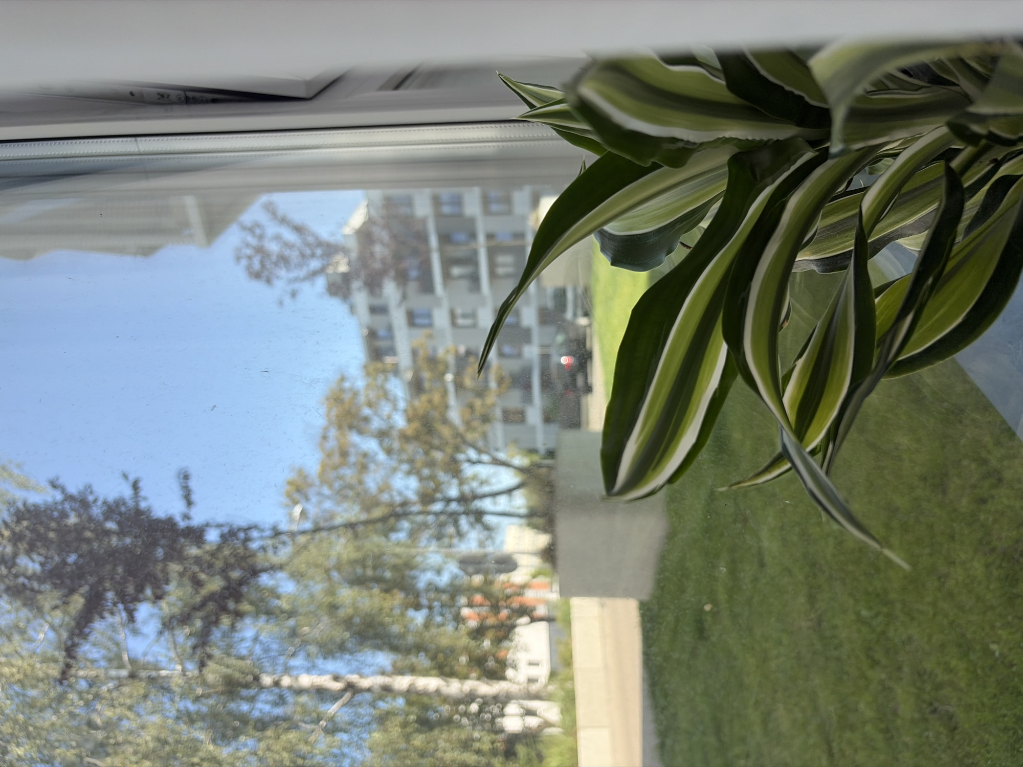 The image shows a houseplant with striped green and white leaves in the foreground, viewed through a window. Outside the window, there is a green lawn, some trees, a modern building, and a blue sky. The scene appears to be in the city of Poznan, Poland, as suggested by the specific architectural style of the building and the general urban landscaping.