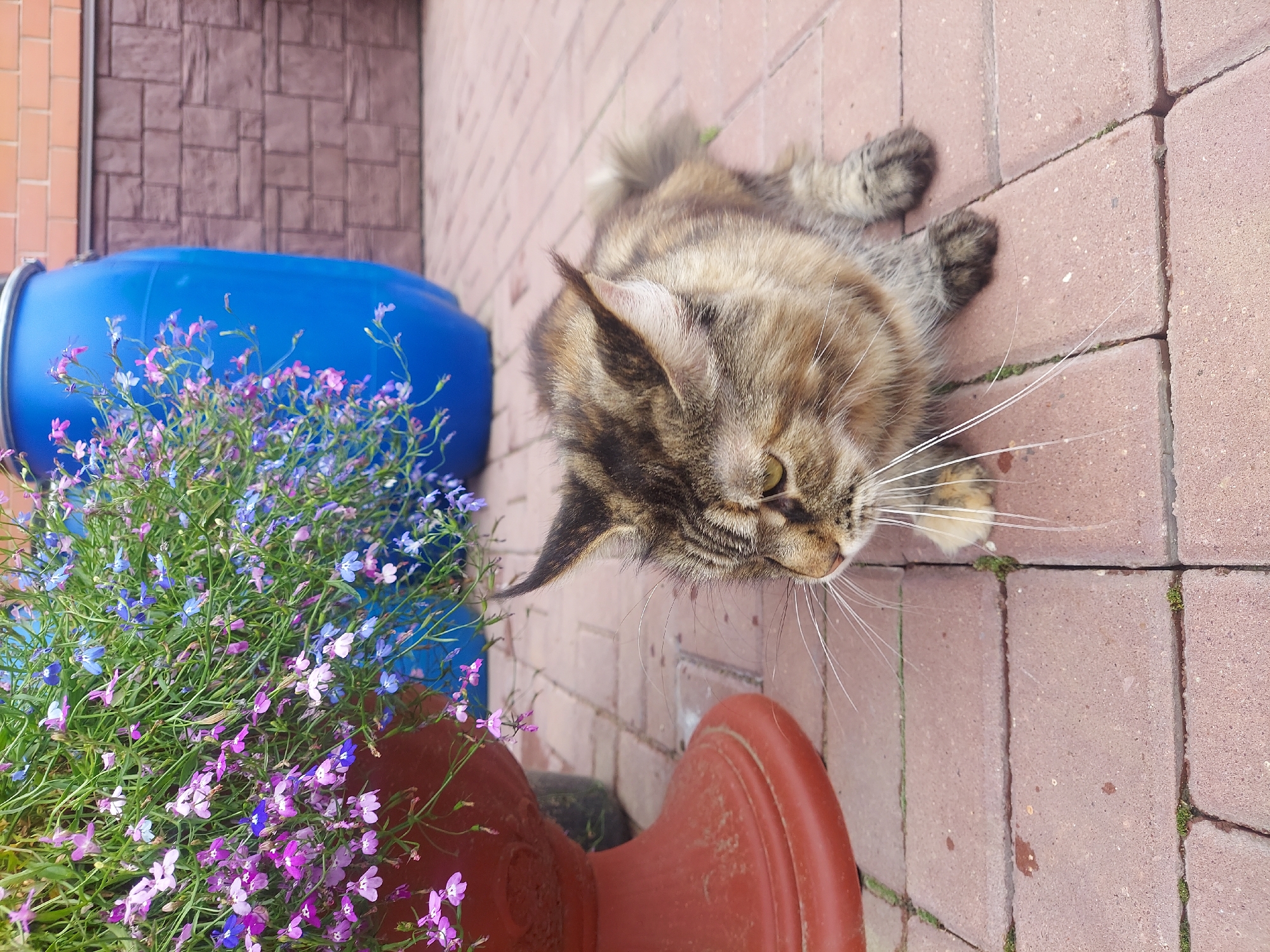 A long-haired tabby cat lies on a brick patio next to a large terra cotta planter filled with flowering lobelia. Behind the planter is a large blue barrel, and behind that is a brick wall. The cat is looking to the left, with its front paws extended in front of it. The patio appears to be in a residential backyard setting.