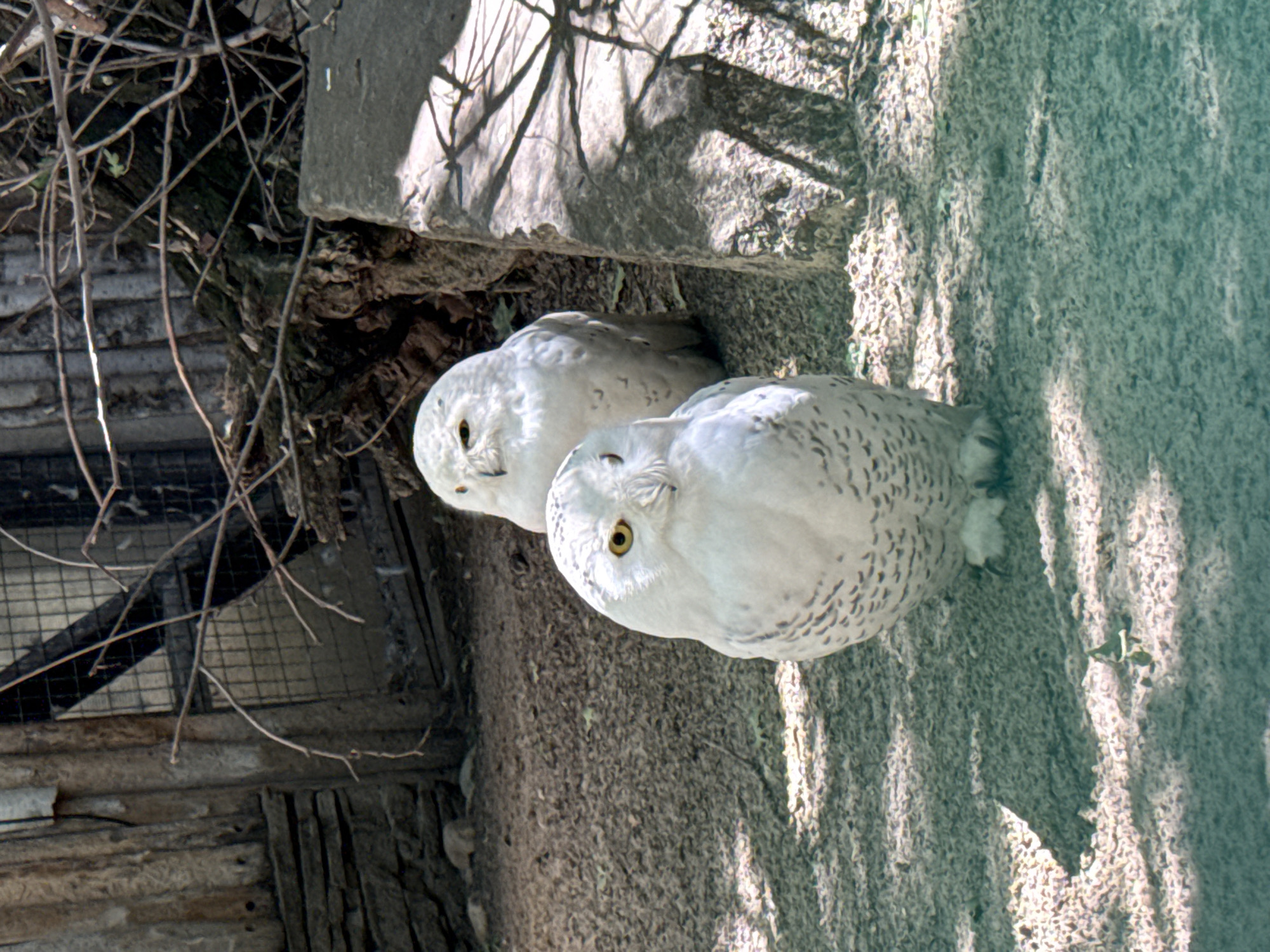 Two snowy owls are observed in an outdoor enclosure in Shakhty, Russia, during daytime. The image is oriented with the owls appearing to stand on a vertical surface, but they are naturally resting on the ground. The foreground owl, on the right, faces slightly towards the viewer with its distinctive yellow eye visible. Its white plumage exhibits subtle dark flecks. The second owl is positioned behind and to the left of the first, with its head turned to the side.
The ground beneath the owls appears to be sandy or dirt, textured by strong, dappled sunlight that casts distinct shadows. In the background, on the left side of the frame, there is a dense network of tangled, bare branches, and beneath them, parts of a wooden structure and a wire mesh fence are visible, suggesting an aviary or zoo enclosure. A large, grey stone or concrete block is partially visible in the upper right portion of the background, also featuring light and shadow patterns. The bright sunlight and clear shadows indicate that it is a sunny day. No text is visible in the image.