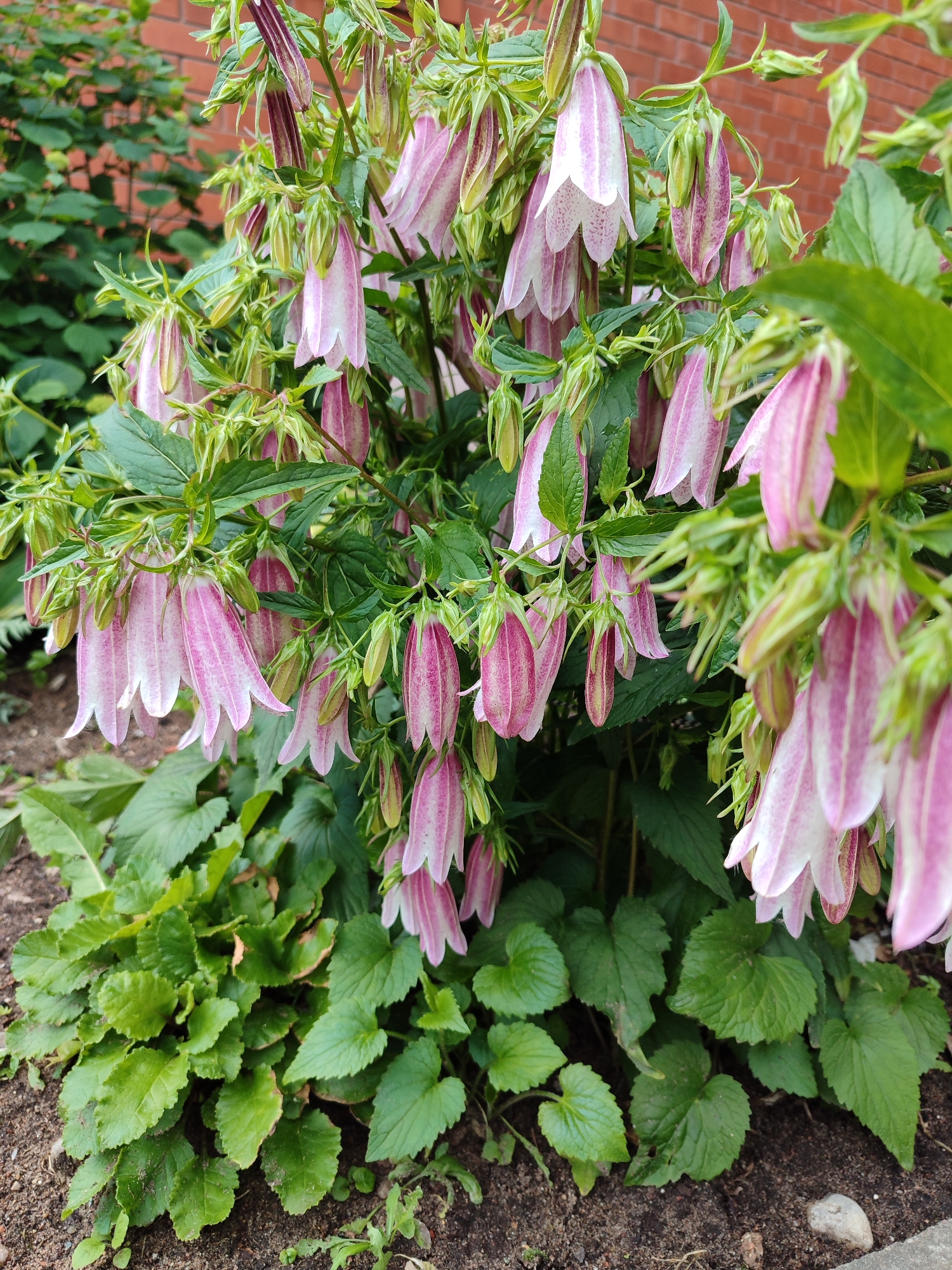 A close-up, eye-level shot showcases a cluster of Campanula flowers with pendulous, bell-shaped blossoms. The petals are a delicate pink with white edges and are adorned with darker pink veins, giving them a striped appearance. Some of the flowers are fully open, revealing their inner structures, while others remain in bud form, tightly closed. The flowers are supported by slender green stems and surrounded by lush green foliage. In the background, a blurred brick wall and more green foliage can be seen, suggesting an outdoor setting in a garden or park. The ground beneath the plants is composed of dark soil, with a few small pebbles scattered around. The lighting is natural, with soft shadows indicating overcast conditions or diffused sunlight. The scene is entirely devoid of human presence or activity.