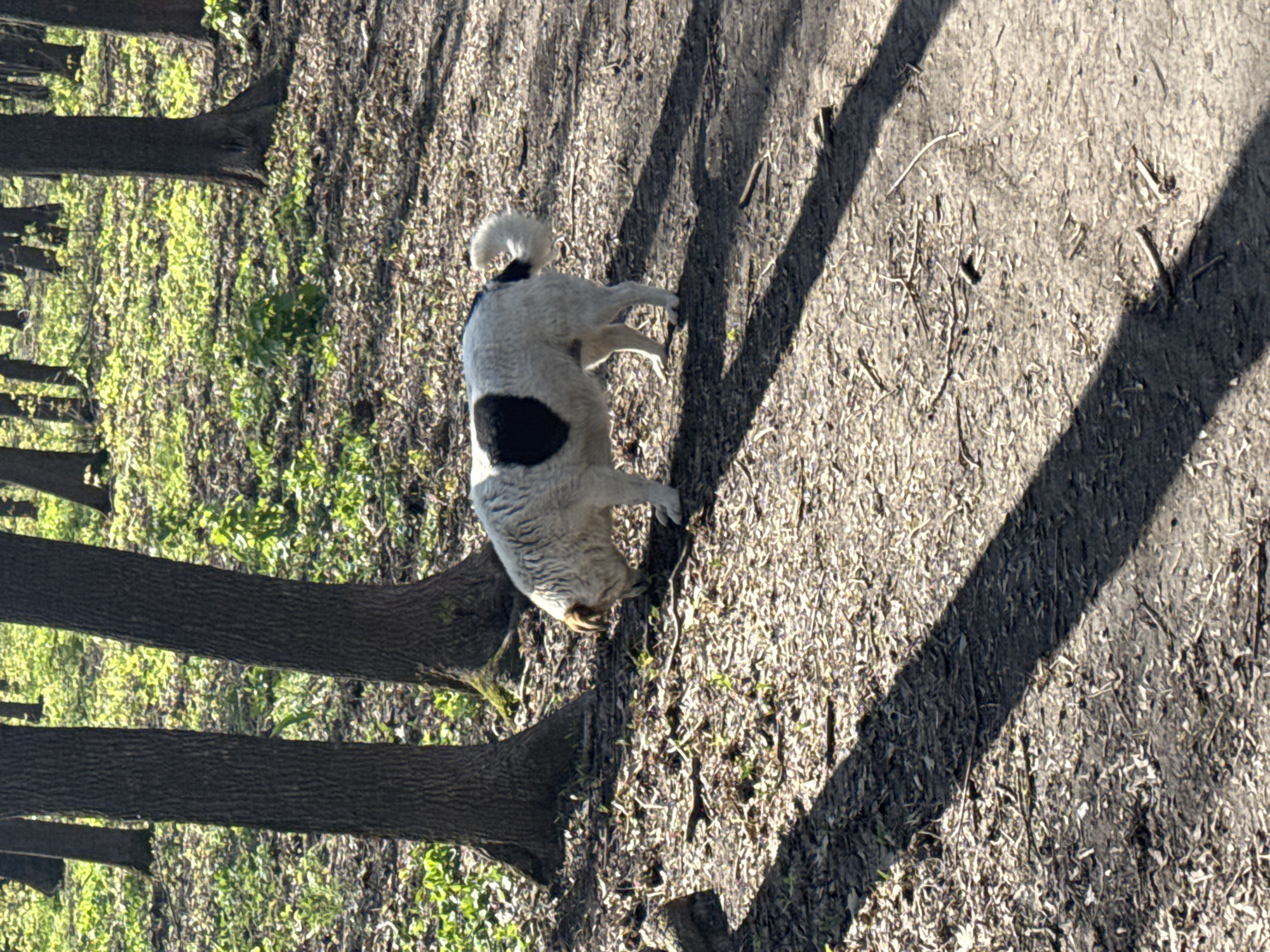 The image, taken in Rostov-on-Don, Russia, depicts a dog on a dirt path in a park or wooded area. The main subject is a medium-to-large sized dog with white fur and a prominent black patch on its left side. Its tail is fluffy and curled upwards. The dog is seen from a slightly elevated, rear-left perspective, with its head turned away from the viewer, appearing to sniff the ground or walk along the path.
The setting is an outdoor environment characterized by several tall tree trunks running vertically along the left side of the frame. The ground is a mix of bare earth, scattered dry leaves, twigs, and patches of sparse green vegetation. Long, distinct shadows are cast across the path and ground from the trees, suggesting a sunny day during either early morning or late afternoon when the sun is low in the sky. The general appearance of the trees and ground cover indicates an early spring or late autumn season. No human activity or visible text is present in the image.