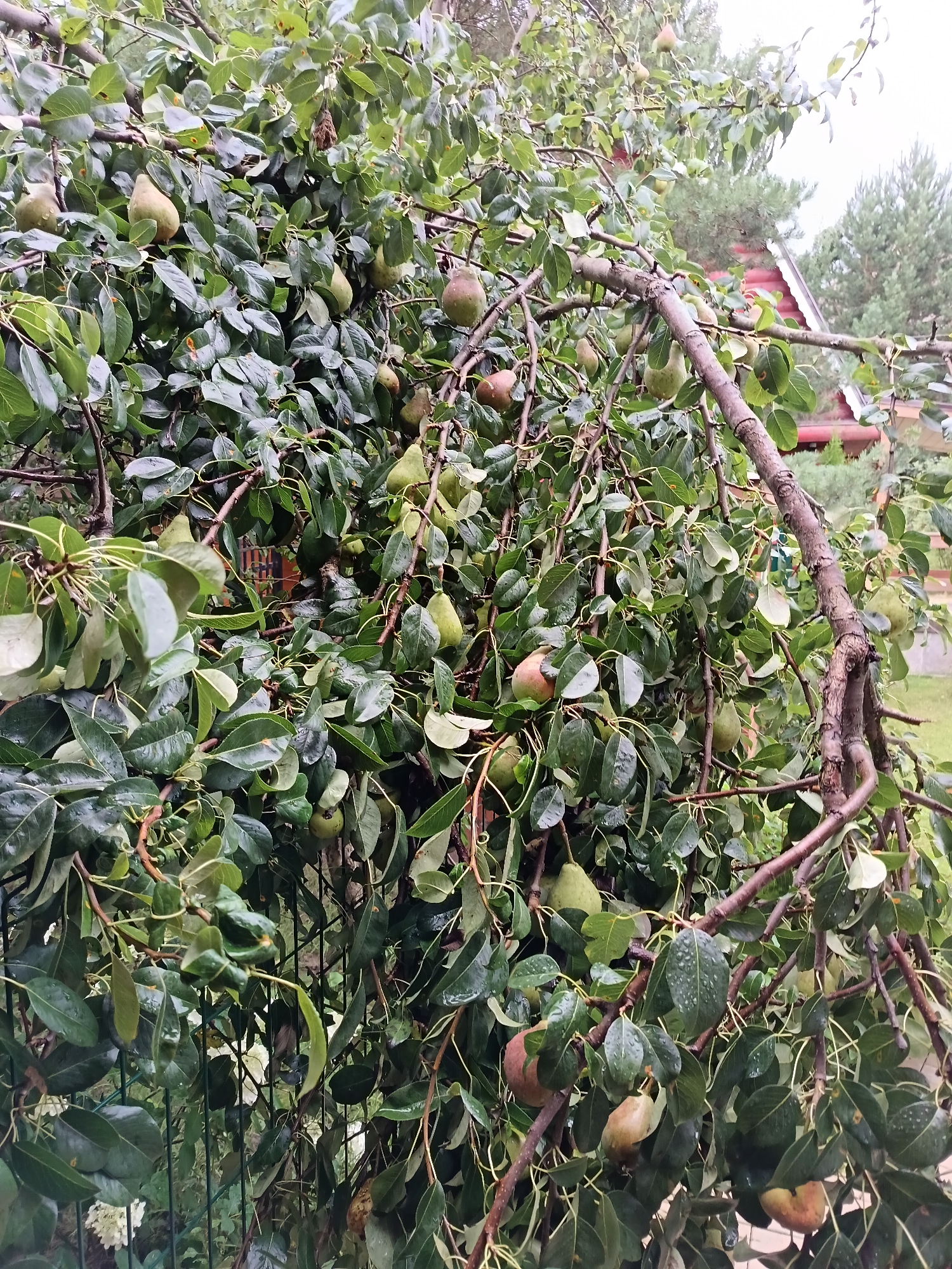 The image captures a close-up view of a pear tree laden with fruit, its branches heavy and drooping. The leaves are a deep green and appear wet, suggesting recent rainfall. Several pears, varying in ripeness and color from pale green to reddish-brown, are visible amongst the foliage. The tree's branches are gnarled and textured. In the background, a red-roofed building with wooden walls, possibly a dacha or house, is partially visible through the dense leaves, along with the tops of coniferous trees. A green metal fence runs along the lower part of the image, partially obscured by the tree's branches. The overall scene depicts a lush, overgrown fruit tree in what appears to be a rural or semi-rural setting, consistent with the location in Krasnyi Posyolok, Russia. There are no people or animals visible in the frame.