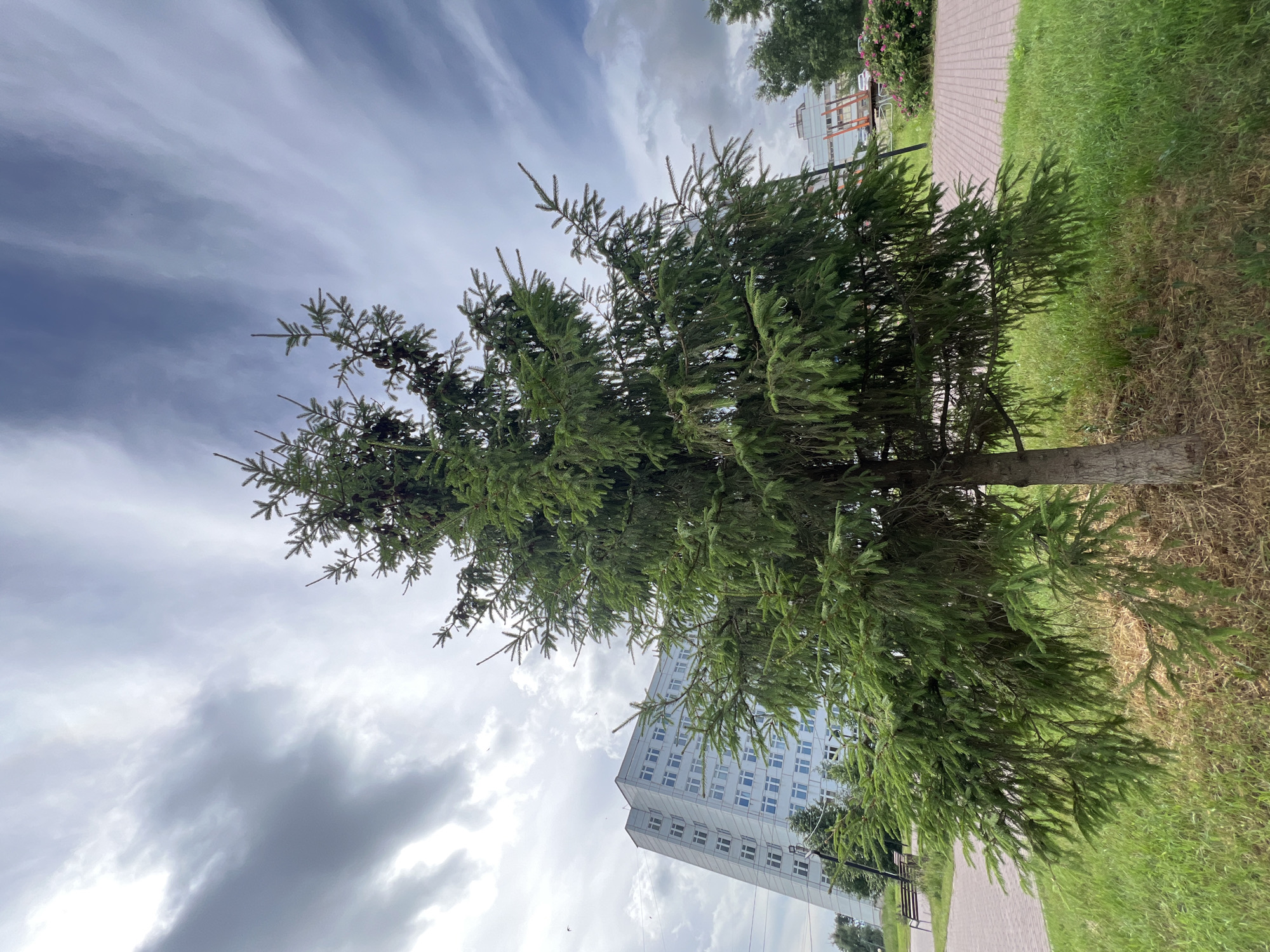 An outdoor, low-angle, eye-level shot captures a mature spruce tree in the foreground, its branches full of green needles and adorned with several cones. The tree stands on a patch of dry grass surrounded by lush green grass, with a paved walkway made of red bricks curving around the grassy area. In the background, a multi-story, modern building with a light-colored facade and numerous windows is visible. The sky above is dramatic, filled with a mix of dark, heavy clouds and lighter, wispy formations. The scene appears to be set in a park or an urban green space within the city of Chaikovsky, Russia, possibly near an administrative or residential complex due to the presence of the large building. There are no people visible in the frame.