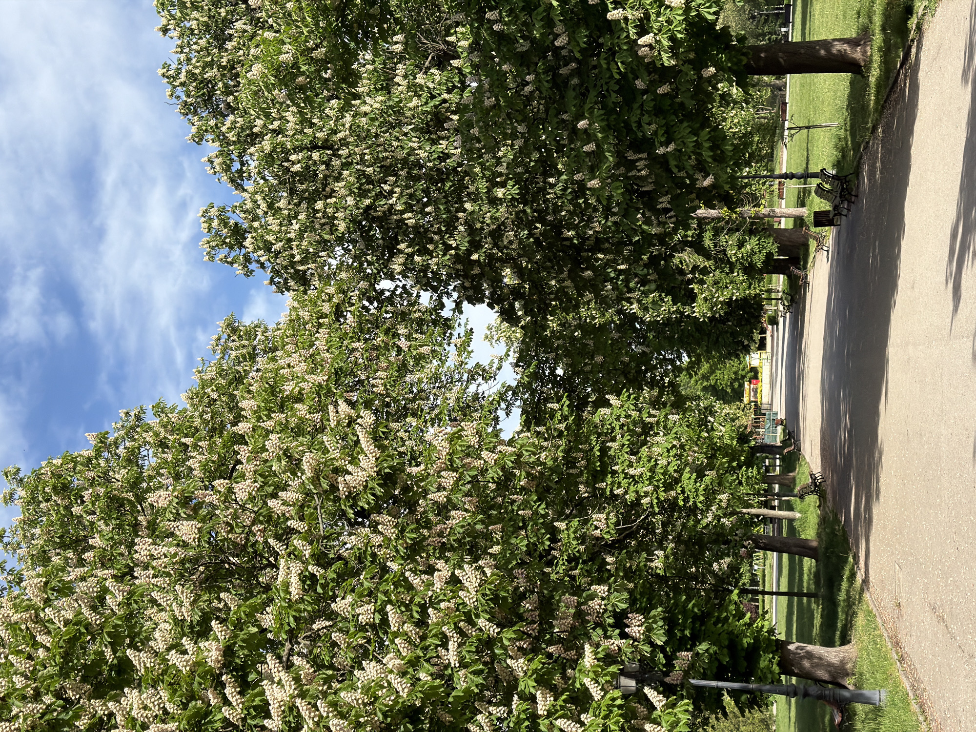 A park pathway flanked by flowering trees stretches towards the distance. The pathway, made of light brown asphalt, runs through a green lawn. Benches line the path, positioned underneath the trees. The trees are in full bloom with white flowers, and the sky above is blue with scattered clouds. A lamppost is seen on the edge of the path. The scene shows springtime in a park setting.