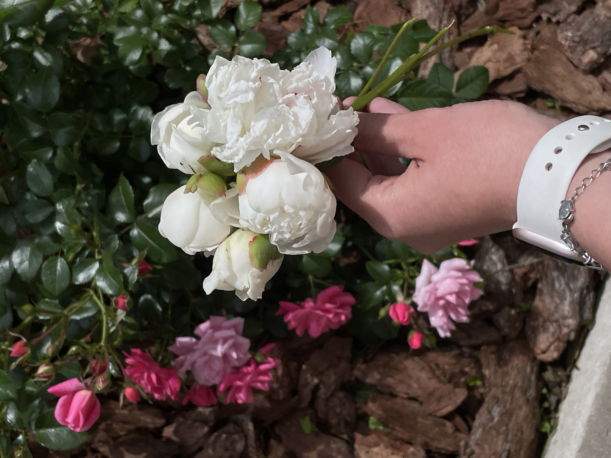 A hand, adorned with a white smartwatch and a delicate bracelet, is holding a cluster of white peony flowers. The hand and flowers are positioned in the foreground, with the blurred background depicting a garden setting. Lush green foliage and dark brown mulch are visible, interspersed with smaller pink and fuchsia roses and their buds. The lighting suggests it is daytime, possibly a sunny day given the brightness and shadows. The scene evokes a sense of nature and gentle engagement with the flowers. The location is identified as Sergiyev Posad, Russia.