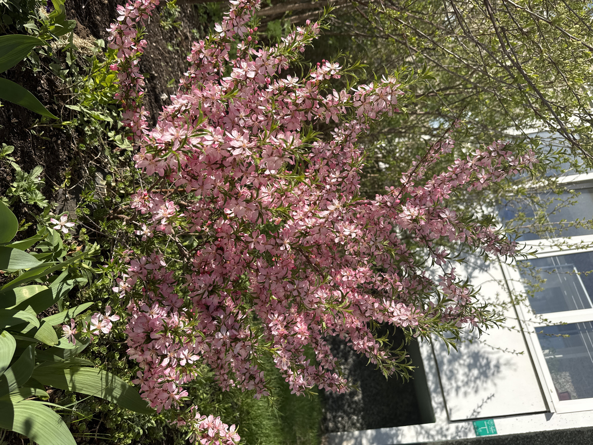 The image shows a blossoming shrub with delicate pink flowers, likely a dwarf flowering almond (Prunus glandulosa), planted in a garden. The location is possibly in the city of Chaikovsky, Russia. The shrub is positioned near a white, windowed structure. Other greenery, including broadleaf plants and another deciduous tree, are present in the surrounding area. The soil appears dark and rich. The scene is bathed in natural sunlight.