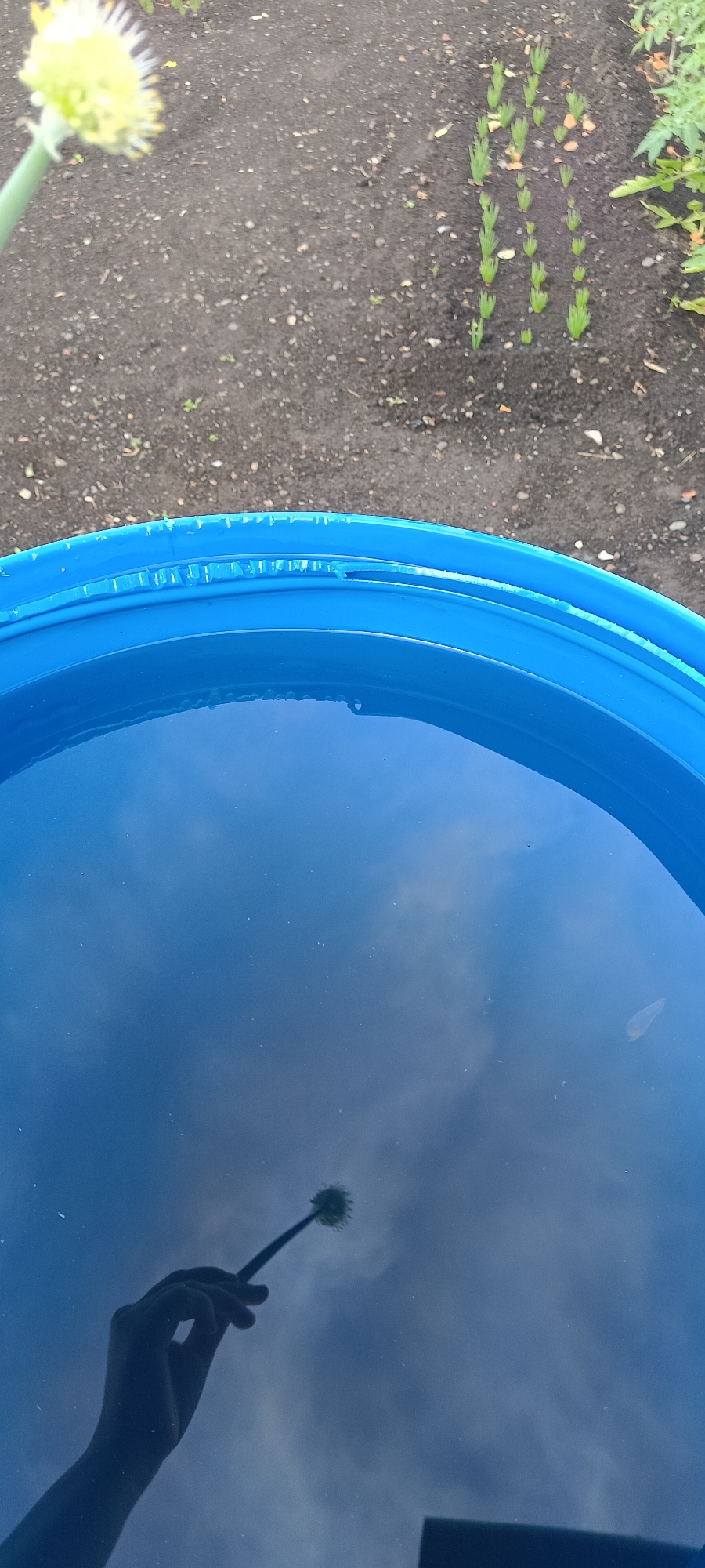 A person's hand is reflected in a blue plastic bucket filled with water. The hand is holding a green stalk with a round, fluffy yellow flower at the tip. The bucket's rim is visible at the top of the image, showing some damage. In the background, dark soil is visible with small green sprouts emerging from it. The overall scene appears to be outdoors, possibly in a garden or yard. The location is identified as the city of Khokhly, Russia.