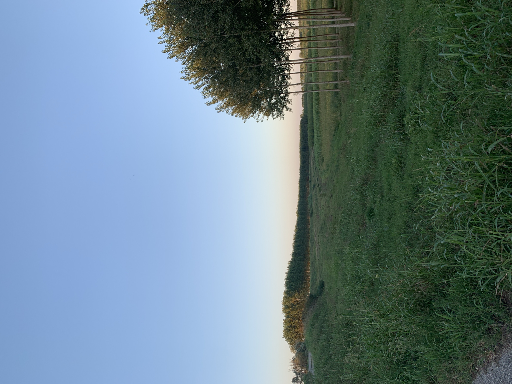 A low-angle, full-shot photograph captures a rural landscape in Massenzatica, Italy, at dusk. The scene is dominated by a clear, pale blue sky that transitions to a soft, pale pink hue near the horizon. In the foreground, a dense expanse of tall, green grass stretches across the frame, with a narrow, gravel path visible on the far left.
To the right of the frame, a row of tall, slender trees with lush green foliage stands in a semi-circle. These trees are spaced closely together and their trunks are a light brown color. Beyond the immediate foreground and to the left, a line of dense, dark green trees forms a distant horizon. Between the foreground grass and the distant trees, a field of shorter green crops is visible, with a subtle, lighter green patch in the center. The overall impression is one of a serene, natural setting at the end of the day. There are no people or animals visible in the image.