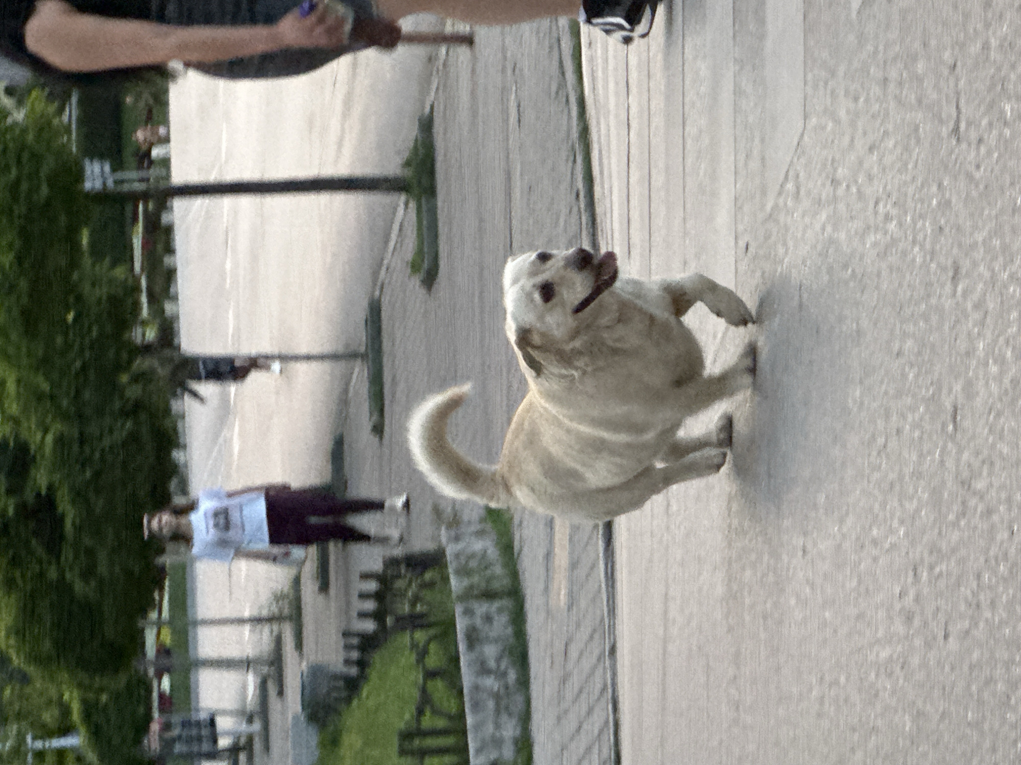 An outdoor, slightly blurry image, rotated 90 degrees clockwise, captures a lively scene in what appears to be a park or public pathway during the daytime. The primary subject is a medium-sized, light-colored dog, possibly a Labrador or similar breed, caught mid-action. The dog is positioned in the center, running or jumping with its front paws slightly off the ground. Its mouth is open, revealing its tongue, and its ears are perked, conveying a sense of excitement and energy. Its tail is curled upwards.
In the upper left corner, part of a person's arm and torso is visible, suggesting an adult is nearby, possibly interacting with the dog or simply present in the scene. The person is wearing dark clothing. In the background, on the lower left, another person is standing, wearing a white t-shirt and dark pants, largely out of focus.
The ground is paved, likely asphalt or concrete, with some visible texture. Green foliage, resembling bushes or trees, lines the left side of the frame and extends into the background, indicating a natural setting. Faint outlines of fences or railings and other structures can be seen further in the background, consistent with a park environment. The lighting suggests it is daytime, possibly late afternoon, with soft shadows. No text is visible in the image. The location context provided is Veliko Tarnovo, Bulgaria.