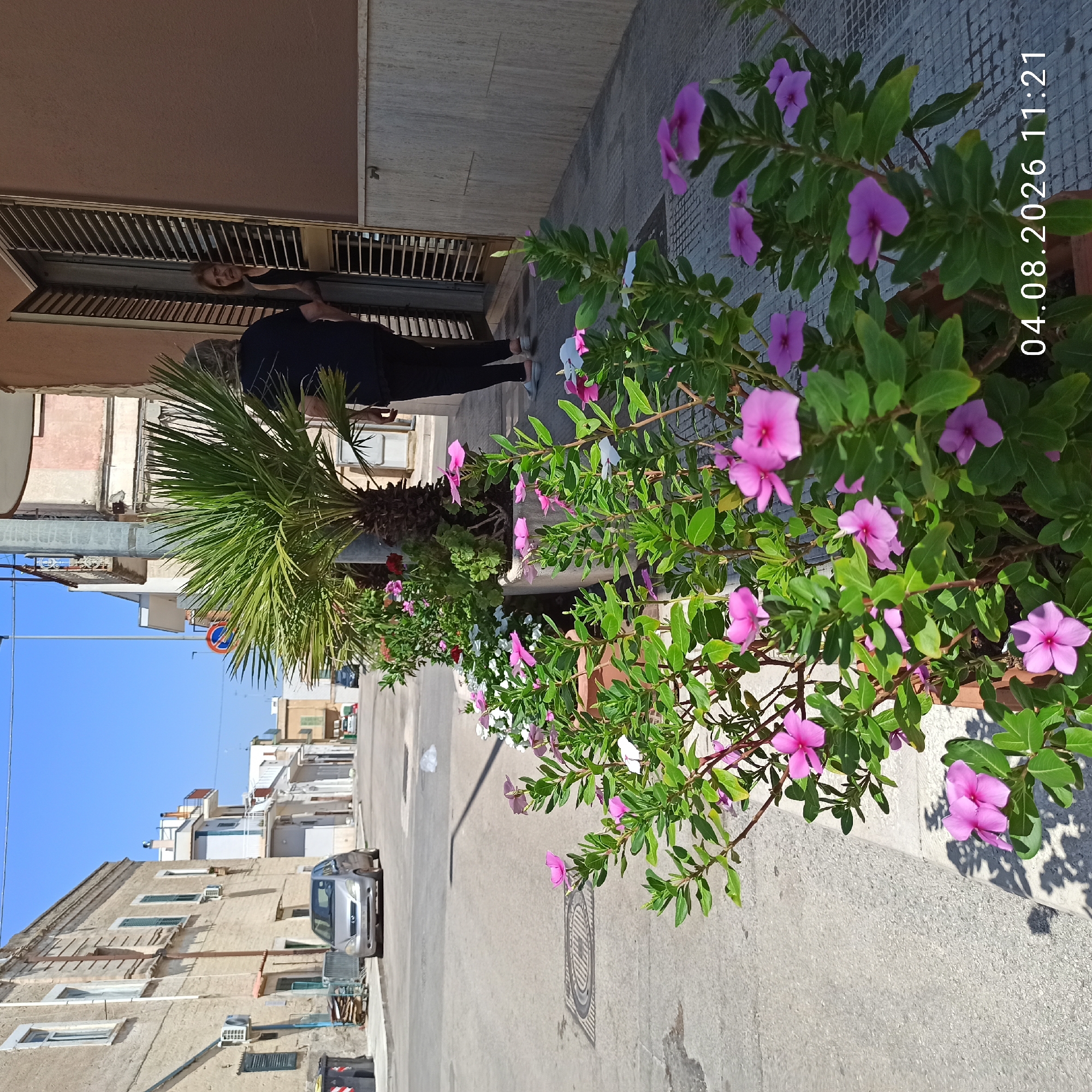 In Bitonto, Italy, on a sunny day, a street scene unfolds with residential buildings lining the left and right sides of the road. In the foreground, potted plants with vibrant pink and white flowers are arranged along the sidewalk, creating a lush border. A person, with their back to the camera, wearing a dark t-shirt and black pants, walks towards the right side of the image, near the entrance of a building. This building has a brown facade and a door with wooden shutters that are partially open. A woman with blonde hair is visible through the opening, looking outwards. A silver car is parked on the left side of the street, facing away from the viewer. The street is paved, and there are some drains visible on the road surface. The sky is clear and blue. The date and time "04.08.2026 11:21" are superimposed on the lower right corner of the image.