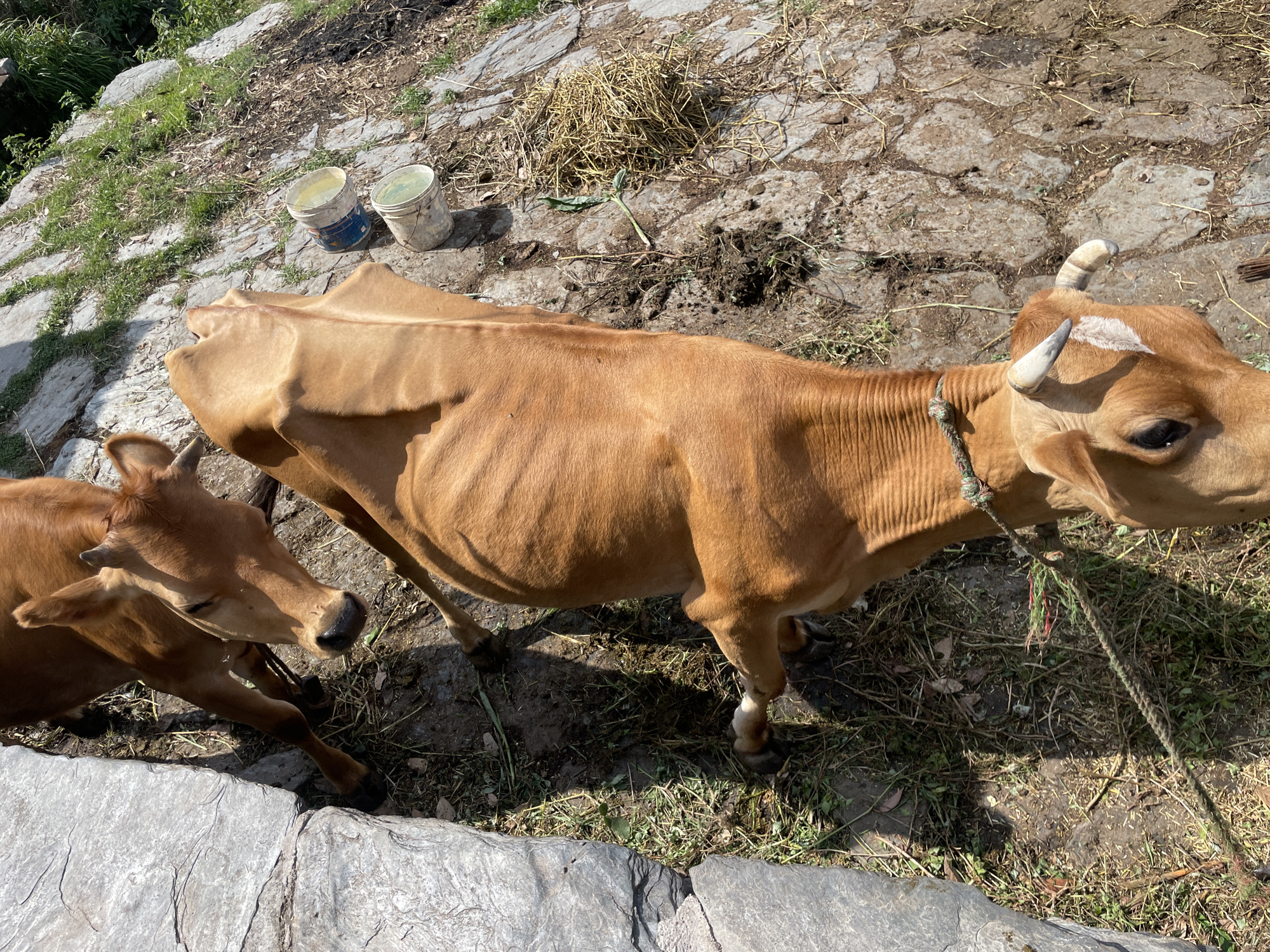 The image shows two brown cows standing on a rocky, dirt-covered surface. The larger cow has horns and a rope tied around its neck. A smaller cow is partially visible, positioned next to the larger one. In the background, there are two buckets, some hay, and vegetation. The location appears to be in a rural area, possibly in Haini, India.