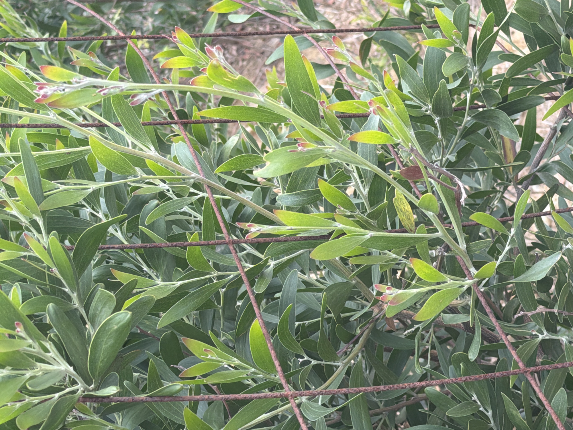 This is a close-up, eye-level, outdoor photograph of a dense green plant with narrow, elongated leaves. The plant is supported by a rusty wire trellis. The leaves are a vibrant green, with some showing reddish-brown tips. The plant's stems are thin and wiry, and a few small buds are visible. The background is blurred, with hints of dry earth and vegetation. The lighting suggests it is daytime, likely late afternoon given the warm tones of the leaves and background. There are no people or animals present in the image. The scene appears to be a garden or a natural setting in Vila Nova de Gaia, Portugal, likely a residential or public garden area.