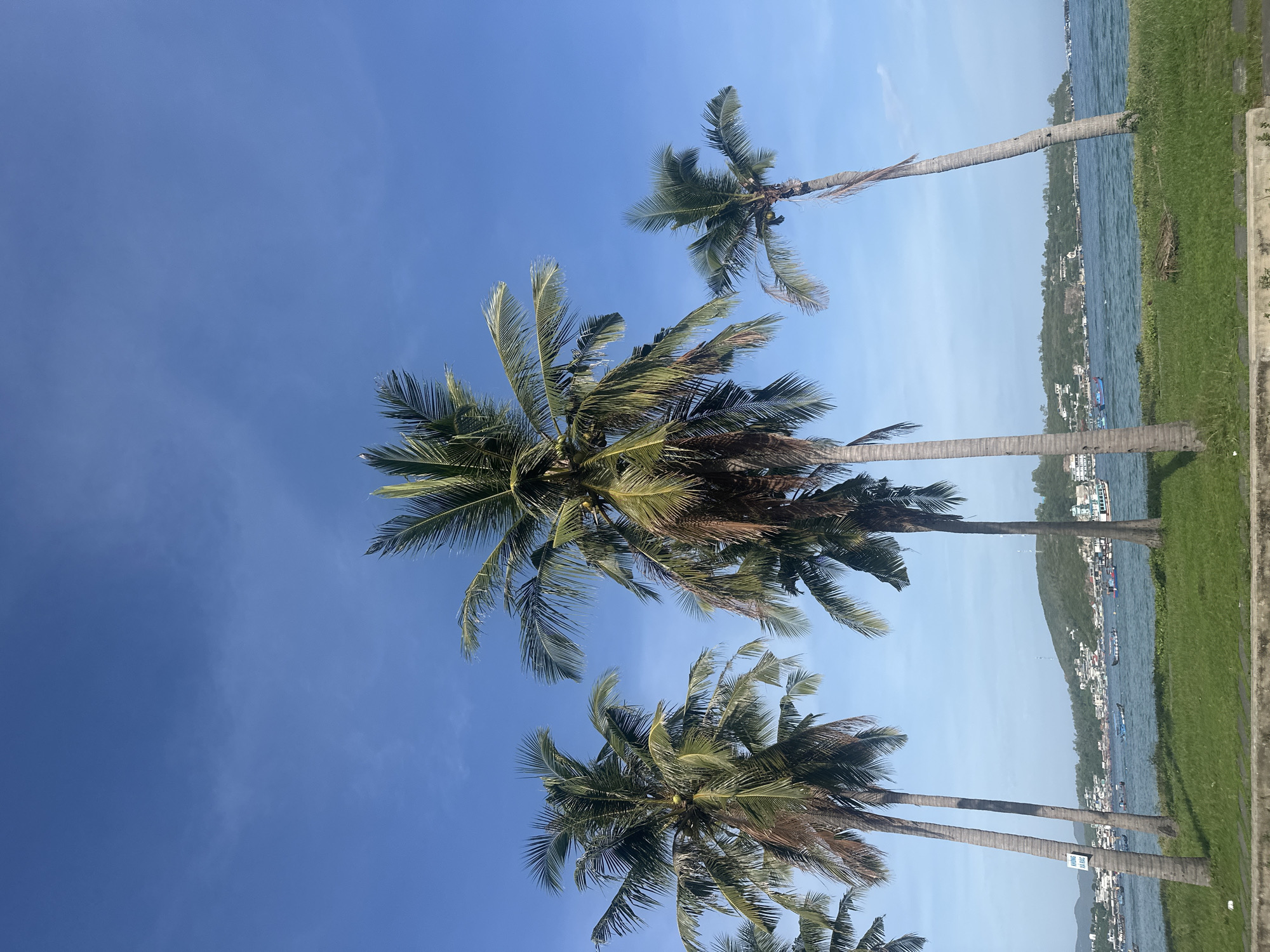 The image depicts a coastal scene in the city of Nam Nha Trang Ward, Vietnam. Several tall palm trees with green fronds dominate the foreground, silhouetted against a clear blue sky. In the middle ground, a body of water, likely the sea, is visible, dotted with numerous small boats. Beyond the water, a hillside town with buildings and lush vegetation can be seen. The overall impression is one of a tropical, tranquil environment. The image is taken from a low angle, looking upwards towards the sky and the palm trees. The lighting suggests it is daytime, possibly late morning or early afternoon. There are no people visible in the image.