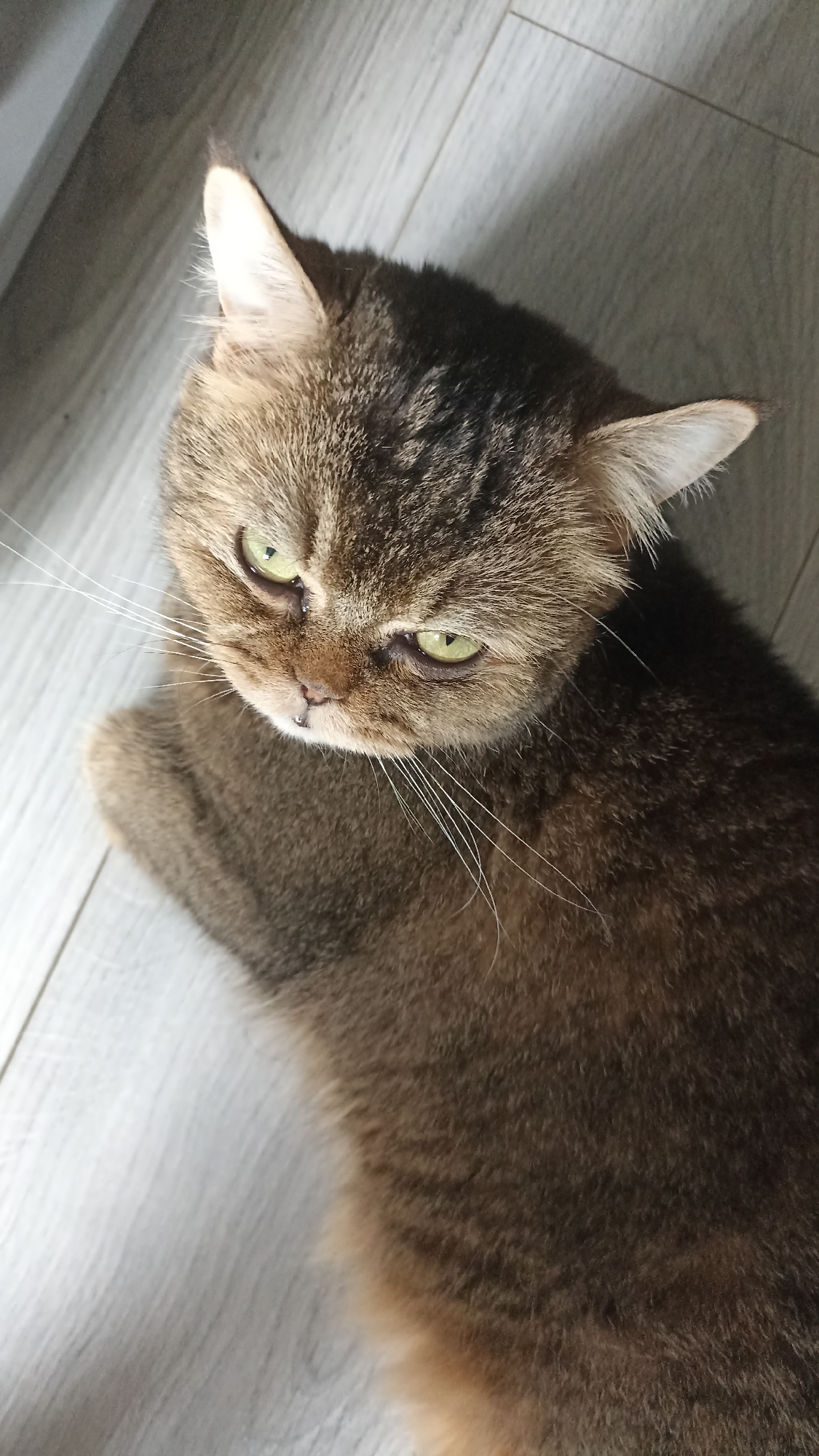 A close-up, high-angle shot shows a brown tabby cat lying on a light-colored wooden floor. The cat's face is the primary focus, with its green eyes looking downwards. The floorboards are arranged horizontally. There are no people or other discernible objects in the scene, and no specific location details are visible in the image that would suggest it is in the city of Чехов-2, Russia.