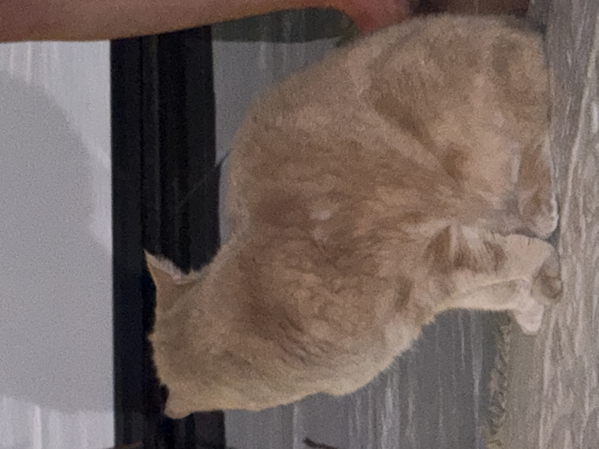 A tan cat is curled up on a textured surface, possibly a rug or blanket. The cat's head is visible on the left side of the frame, with its body forming a rounded shape. A dark frame or post is visible in the background to the left, and a light-colored wall is also partially visible. The location is unknown.