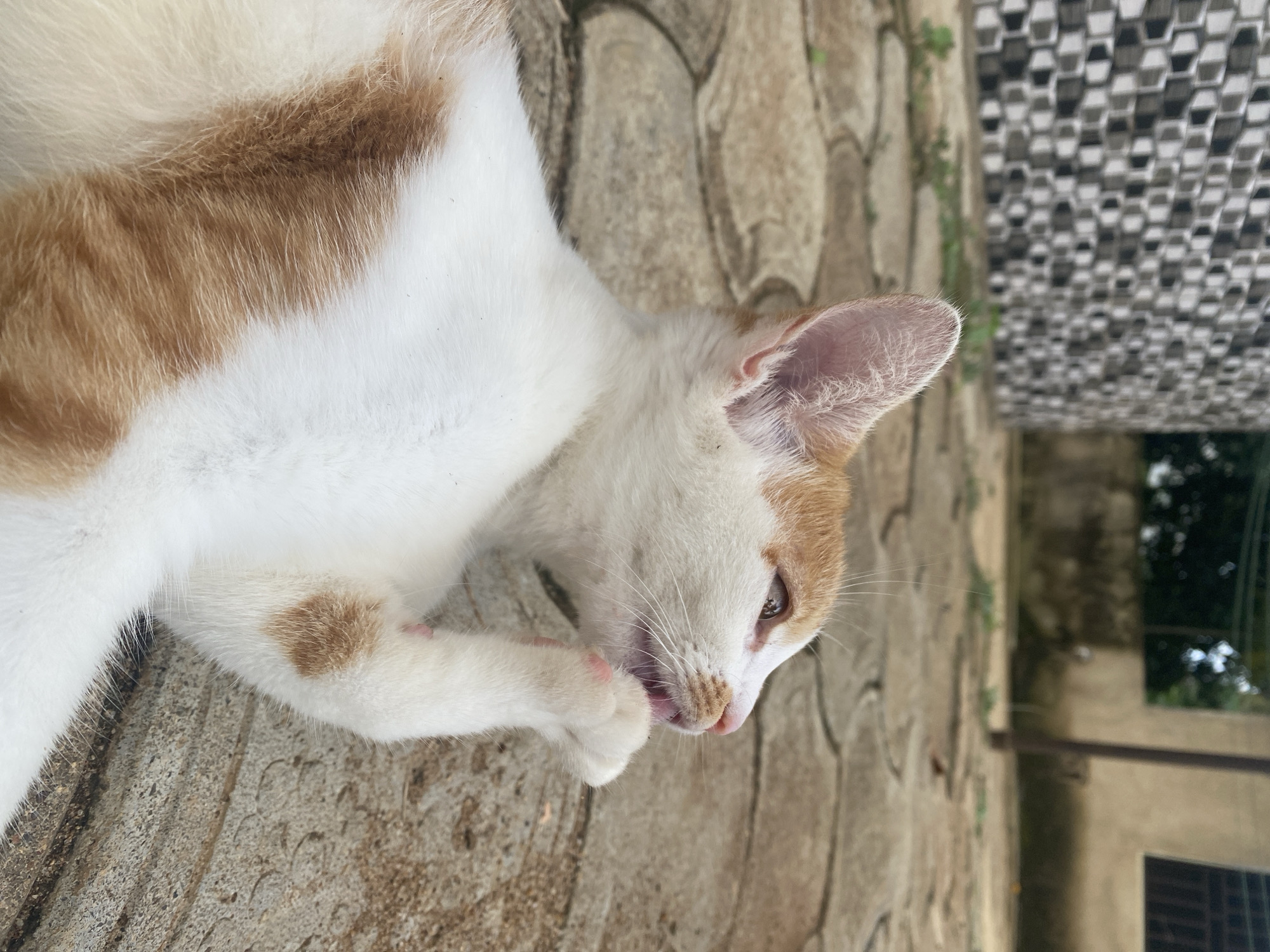 A ginger and white cat is lying on a paved surface in what appears to be an outdoor area. The cat is in profile, facing to the right, with its head tilted up as if grooming or licking its paw, which is held near its mouth. The background shows a wall with a geometric pattern, some greenery, and a building. The lighting suggests it is daytime. The image is taken from a low angle, focusing on the cat.