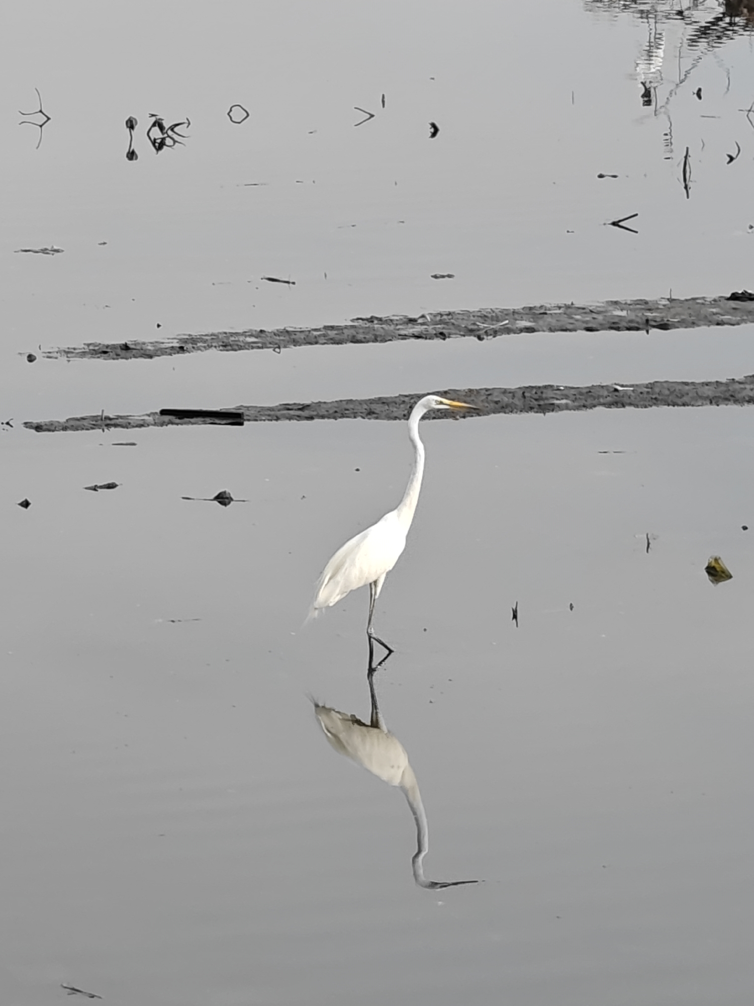 The image depicts a white egret standing in shallow water, likely in a wetland area in Lhokseumawe, Indonesia. The egret's reflection is visible in the calm water. The water's surface is disturbed by mud or vegetation. Debris such as sticks and leaves are scattered around the water. The sky appears overcast.