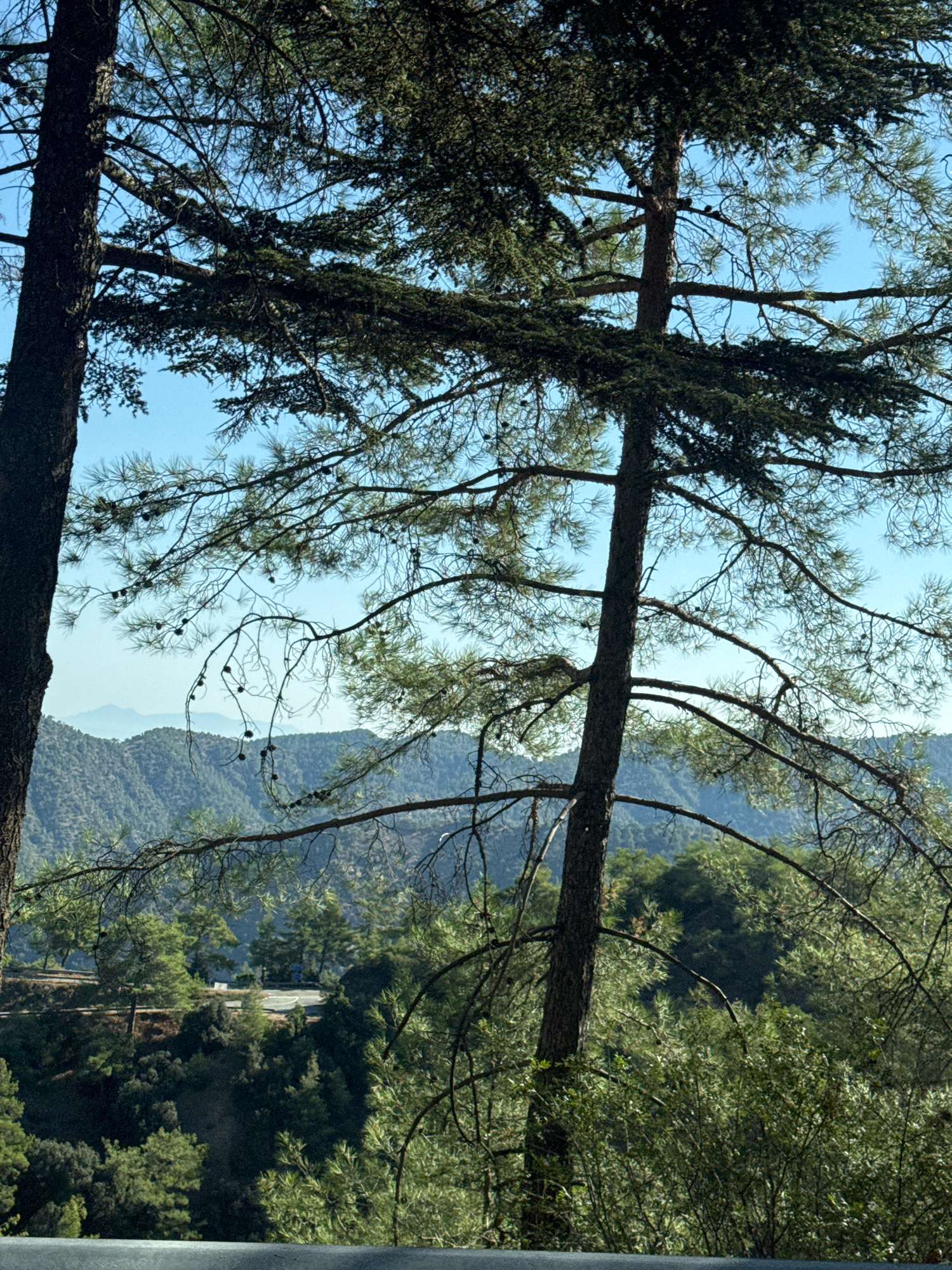 In the mountainous region of Tsakistra, Cyprus, this image captures a serene landscape dominated by pine trees. A tall, dark-barked pine tree stands prominently in the foreground on the left, its branches extending outwards and upwards, partially obscuring the view of the sky. Another pine tree, thinner and lighter in color, is positioned more centrally, its branches also reaching across the frame. The dense green foliage of various trees forms the middle ground, with a winding road visible snaking through the landscape, hinting at human presence and access. In the distance, layers of blue-hued mountains recede into the horizon, creating a sense of depth and vastness. The sky above is a clear, pale blue. The overall scene depicts a natural, uncrowded environment.